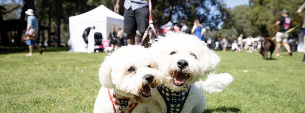 Whiteman Park Doggies Day Out2024 Hi Res 10 WEB