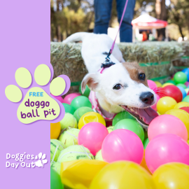DDO25 highlights ballpit web SQ