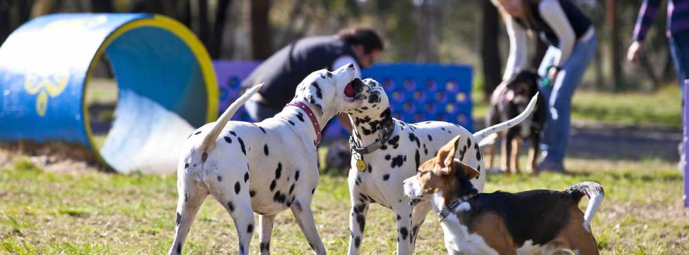 Dog Park pooch play time