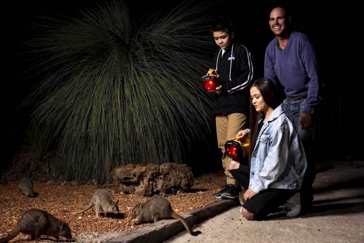 Nocturnal Woylie Walk at Whiteman Park