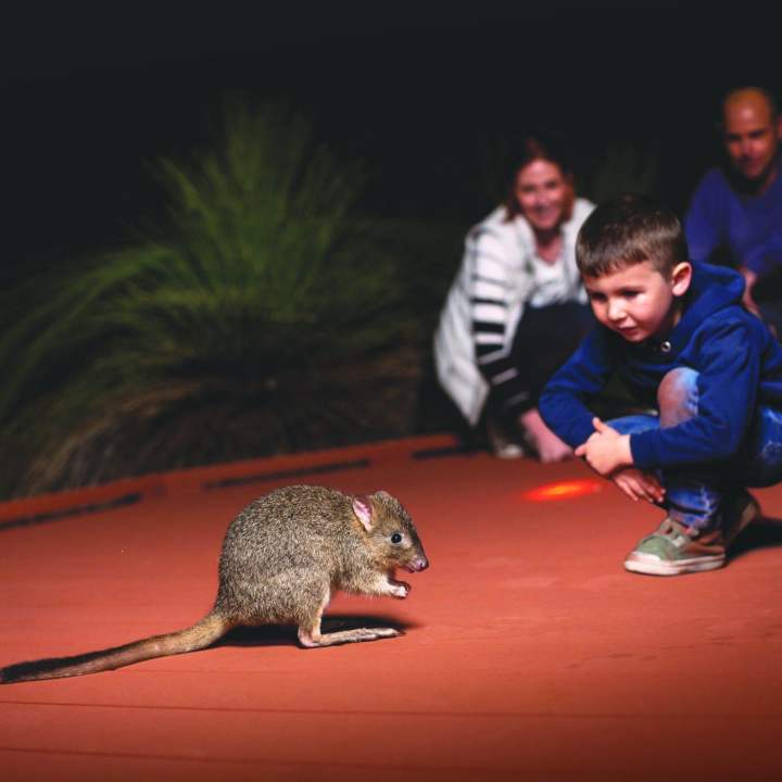 Nocturnal Woylie Walk - family and woylie