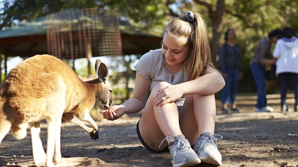 Hand feeding a kangaroo at Caversham Wildlife Park