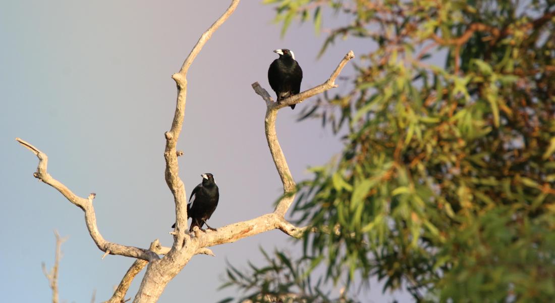 Fauna Aves Australian magpie Gymnorhina tibicen in flight WEB