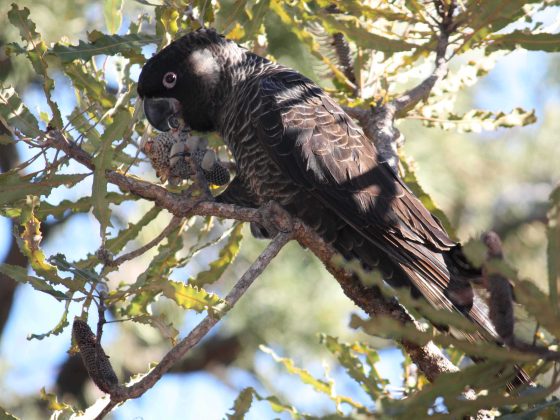 Carnaby's black cockatoo eating