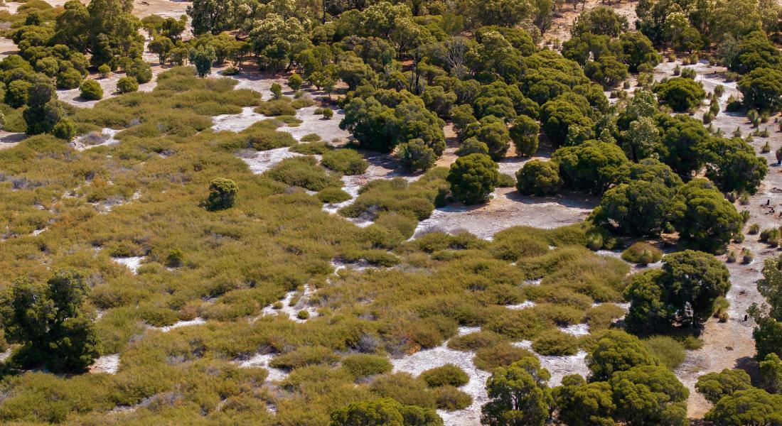 Heathlands Whiteman Park Flora Habitat WEB