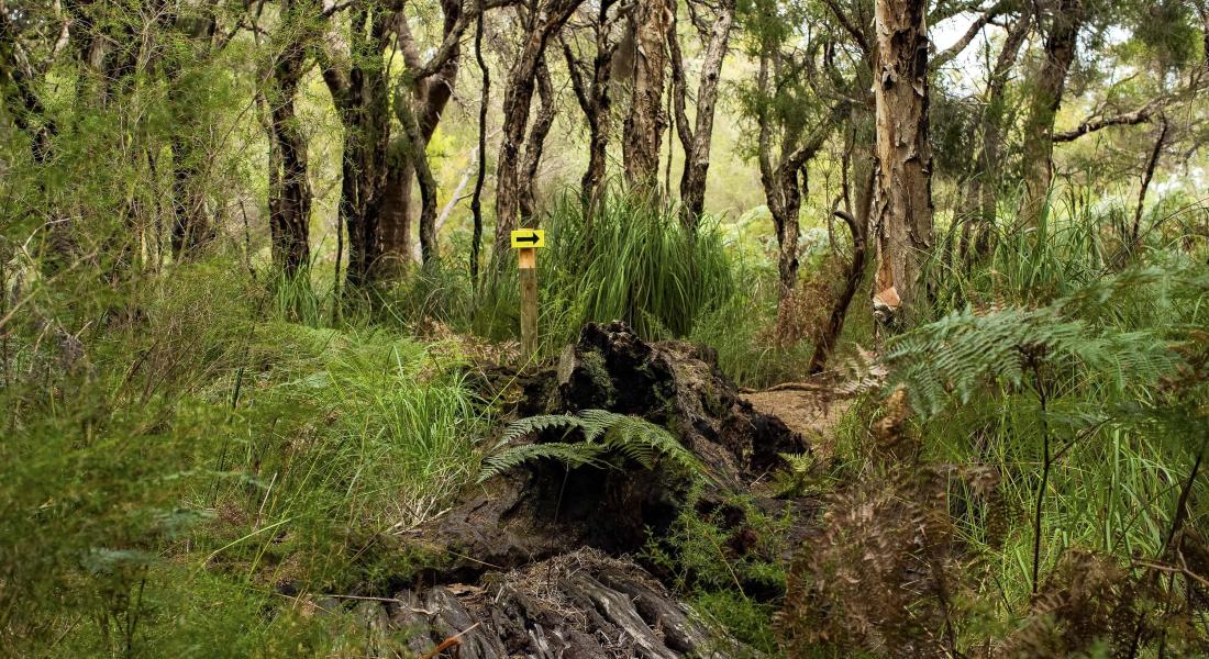 Wununga Trail wetland area Whiteman Park WEB