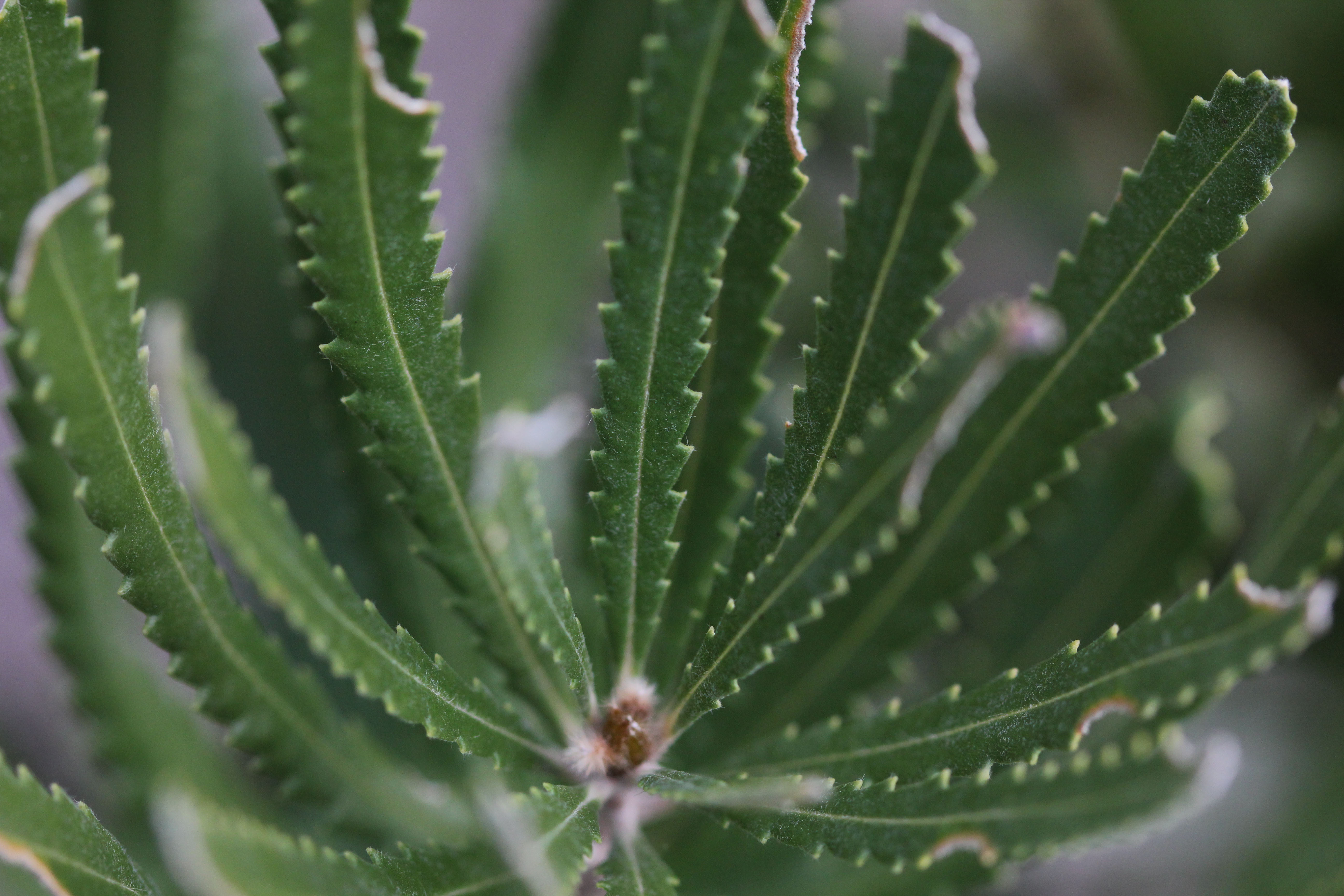 Banksia leaves WP web banner