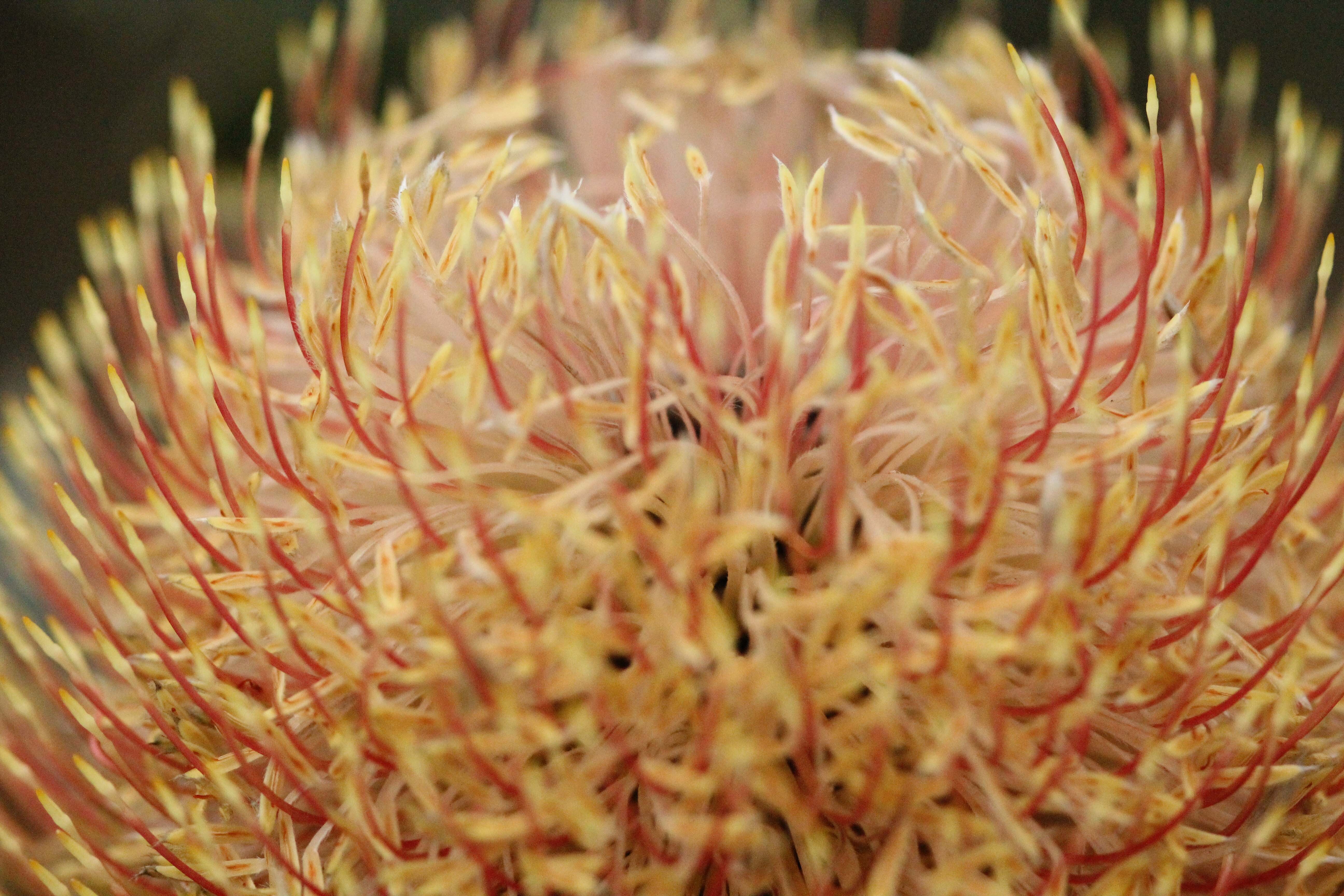 Banksia WP web banner