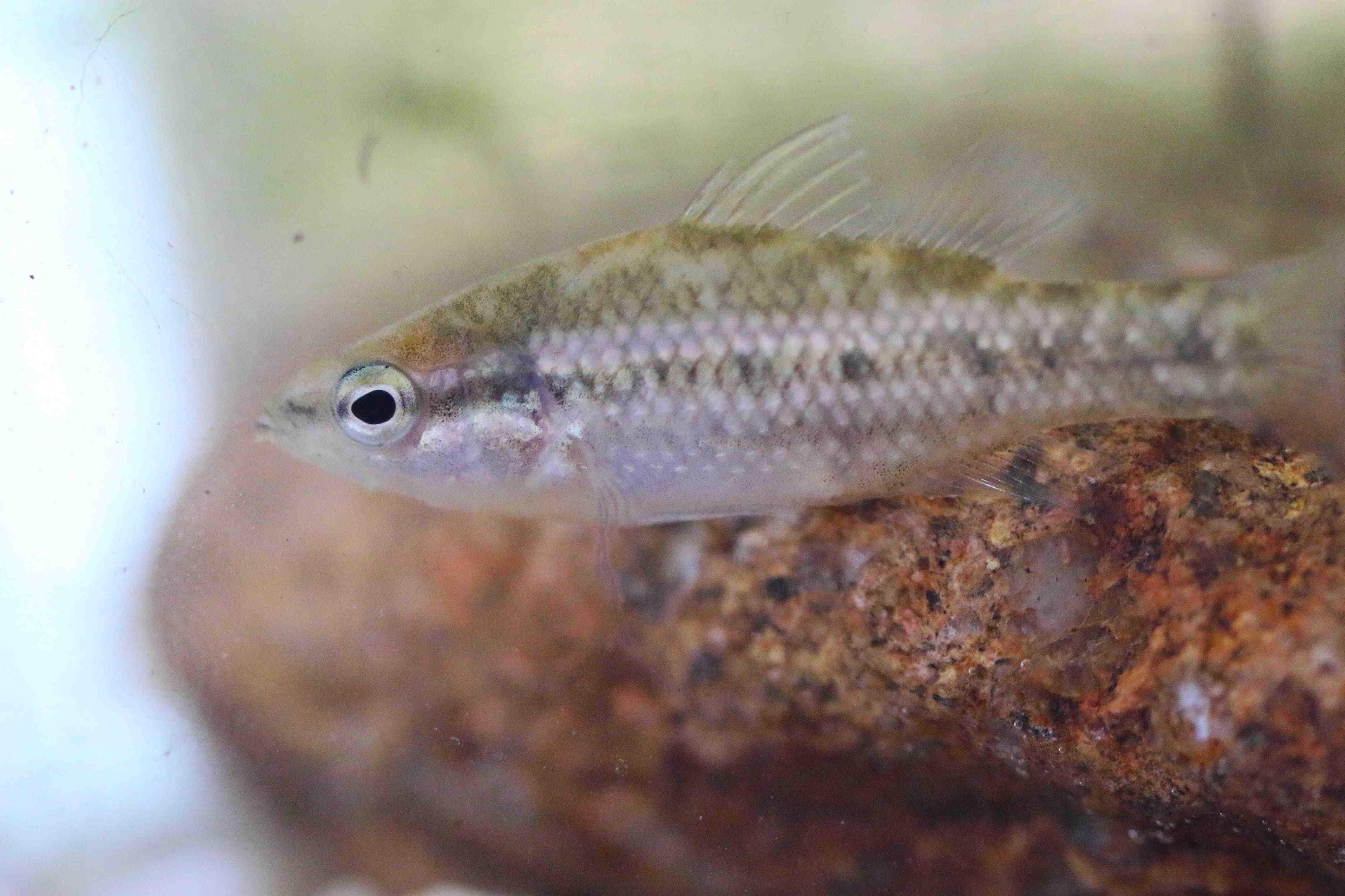 Whiteman Park Fauna Fish pygmy perch 01 WEB