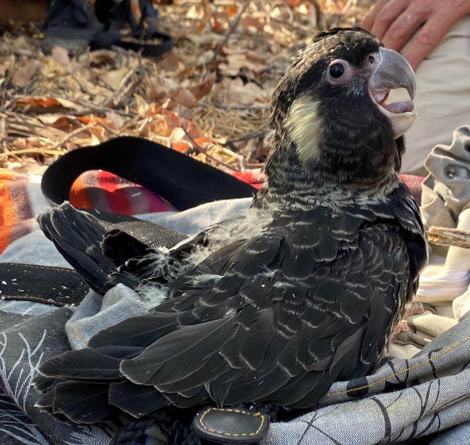 Bunuru the Carnabys black cockatoo chick photo courtesy of S Stevenson