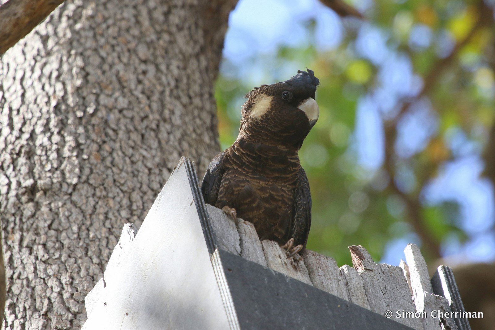 Carnabys Bunurus mum photo courtesy of Simon Cherriman
