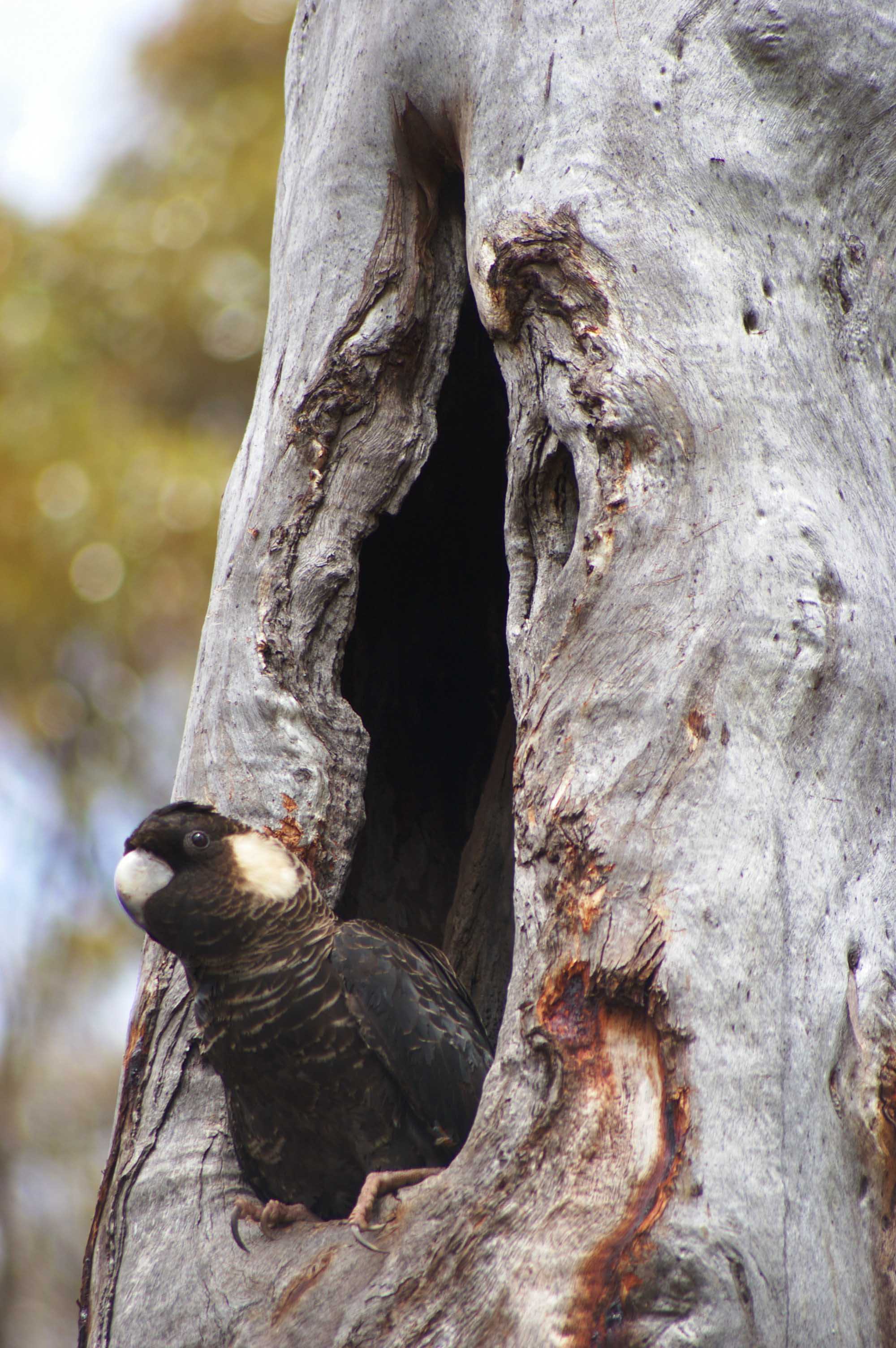Carnabys Cockatoo female in hollow taken by Raana Scott