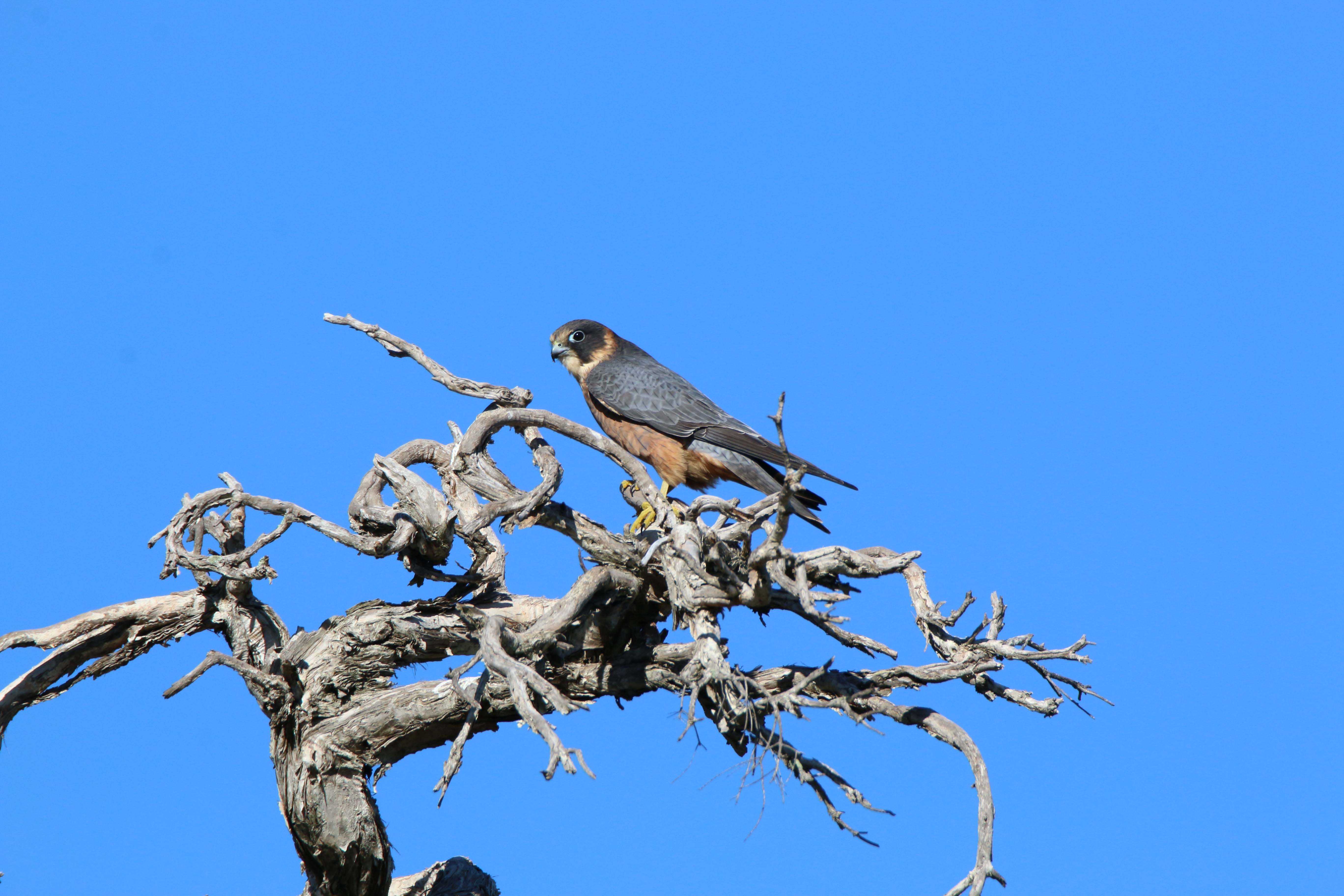 Fauna Aves Australian hobby Falco longipennis 03 WEB