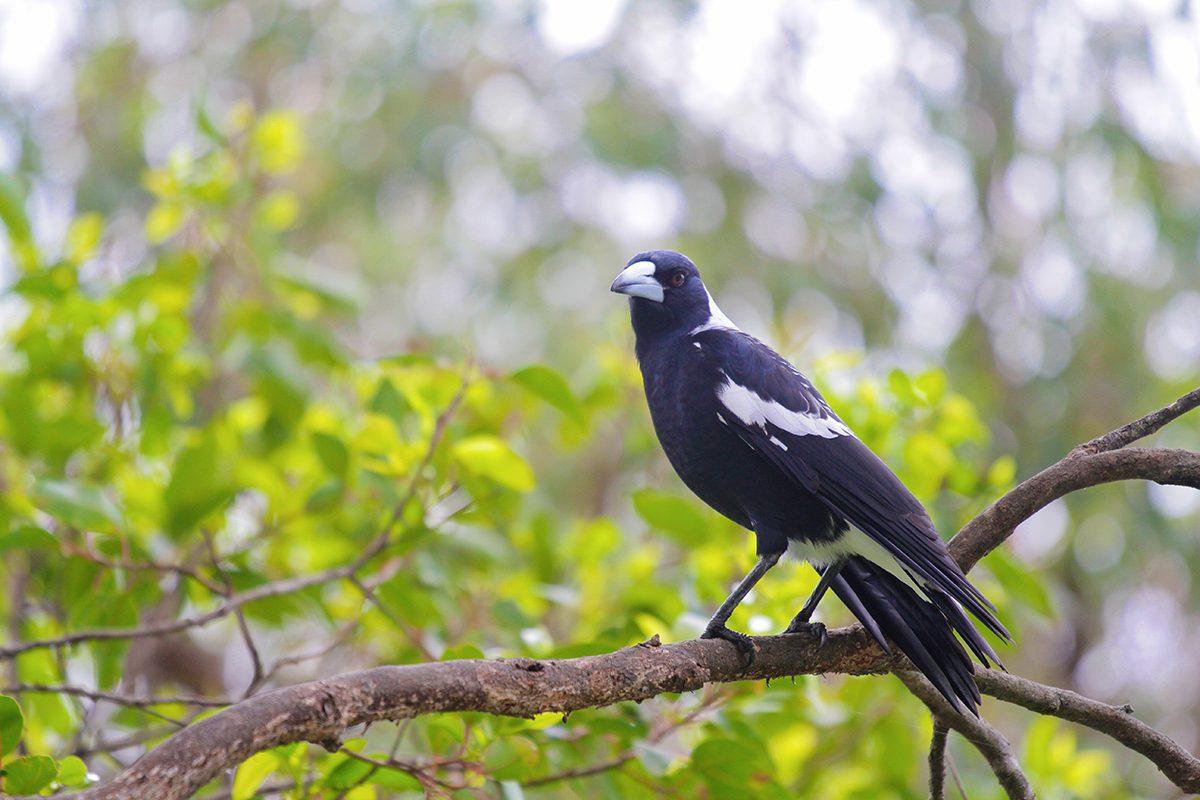Fauna Aves Australian magpie Gymnorhina tibicen 1200x800 WEB