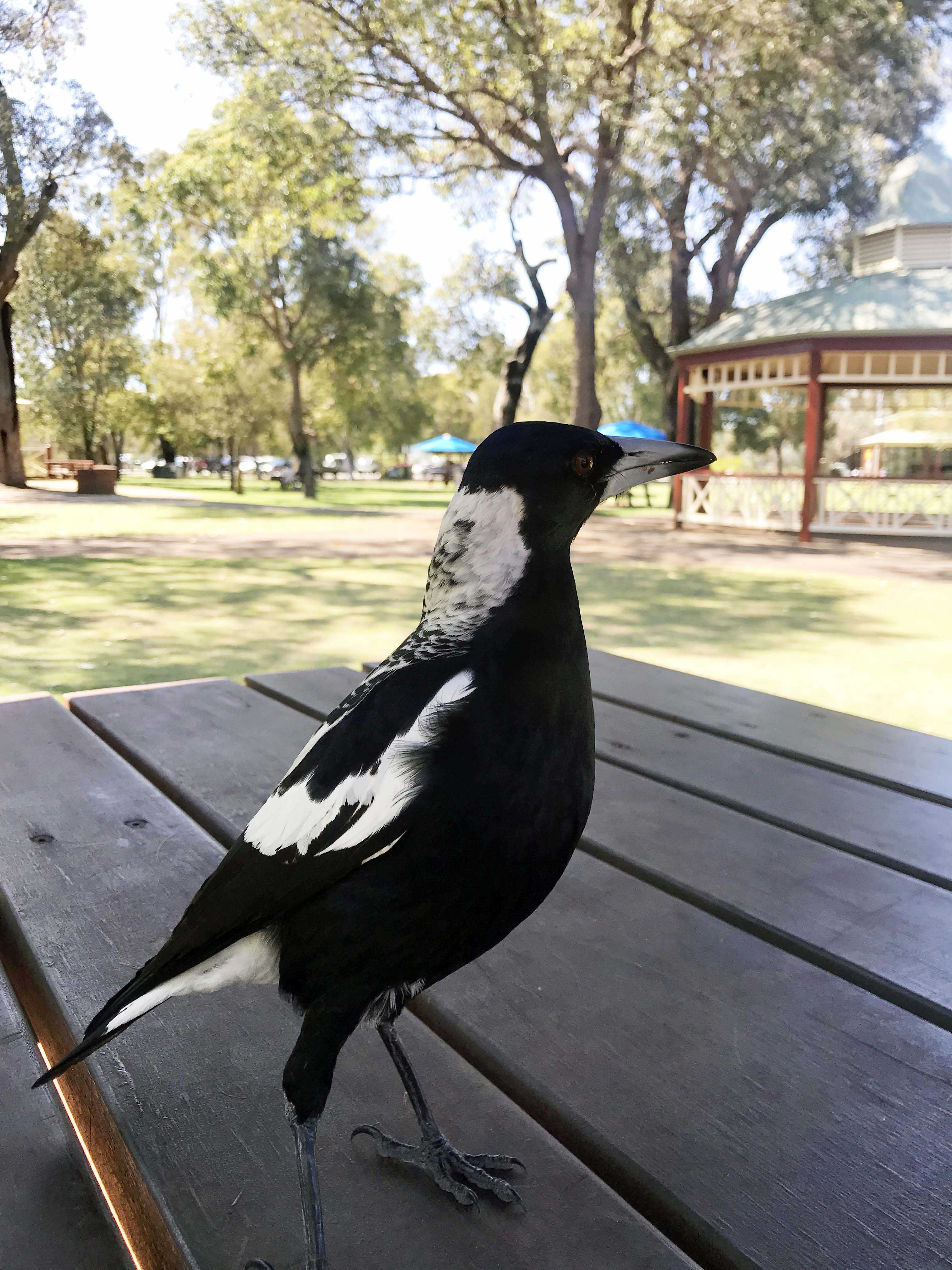 Fauna Aves Australian magpie Gymnorhina tibicen on table WEB