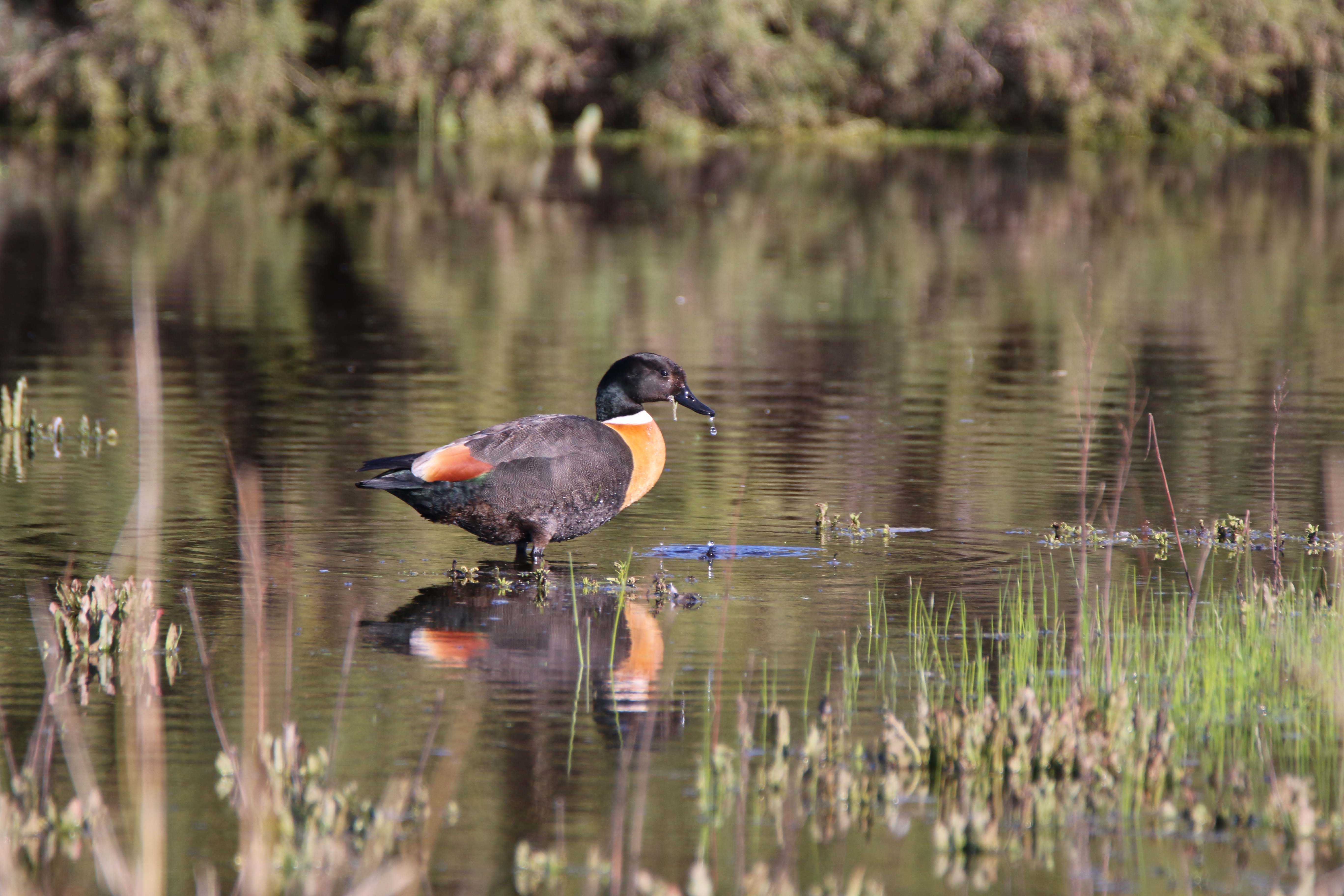 Fauna Aves Australian shelduck Tadorna tadornoides male WEB