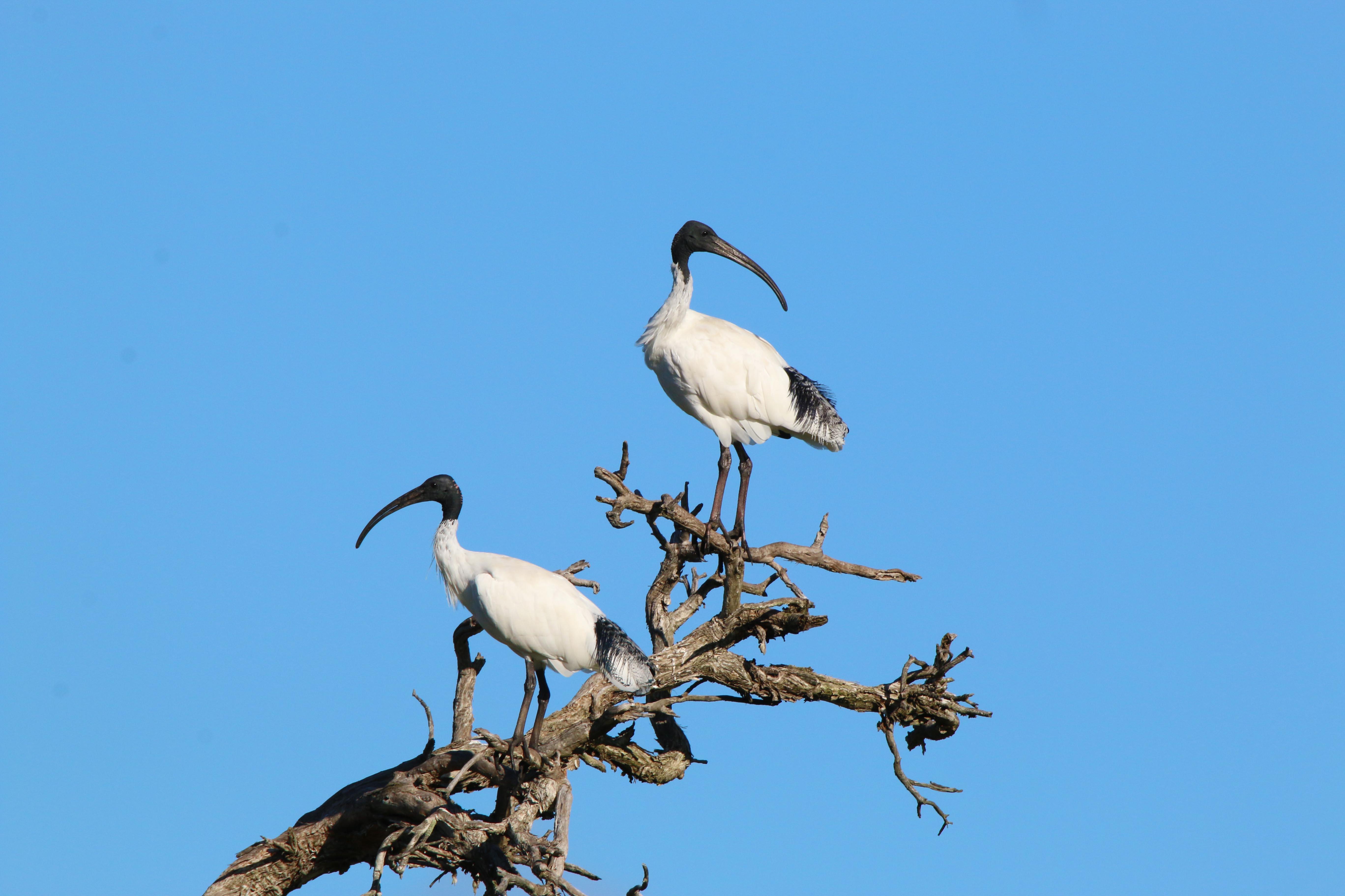 Fauna Aves Australian white ibis Threskiornis moluccus pair 01 WEB