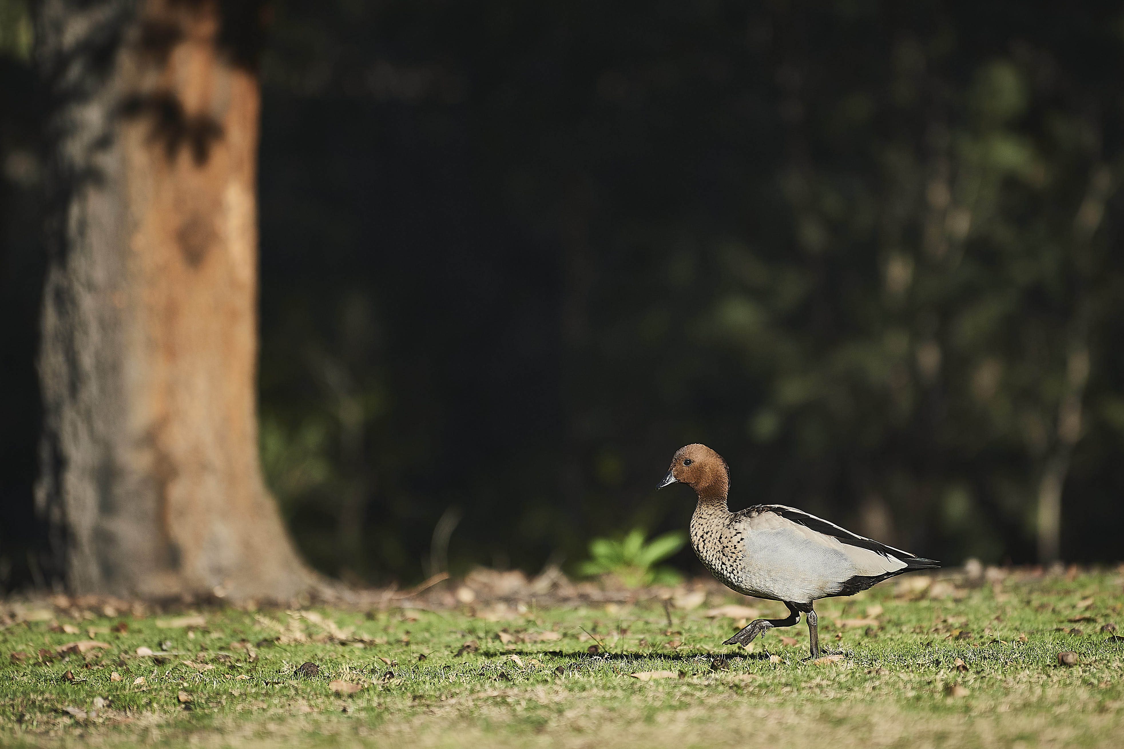 Fauna Aves Australian wood duck Chenonetta jubata female 01 WEB