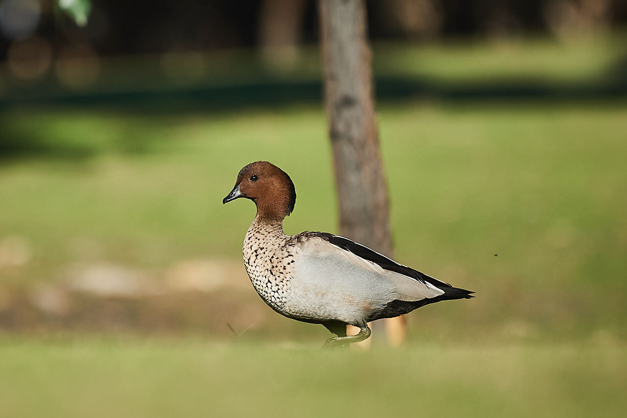 Fauna Aves Australian wood duck Chenonetta jubata male 01 WEB