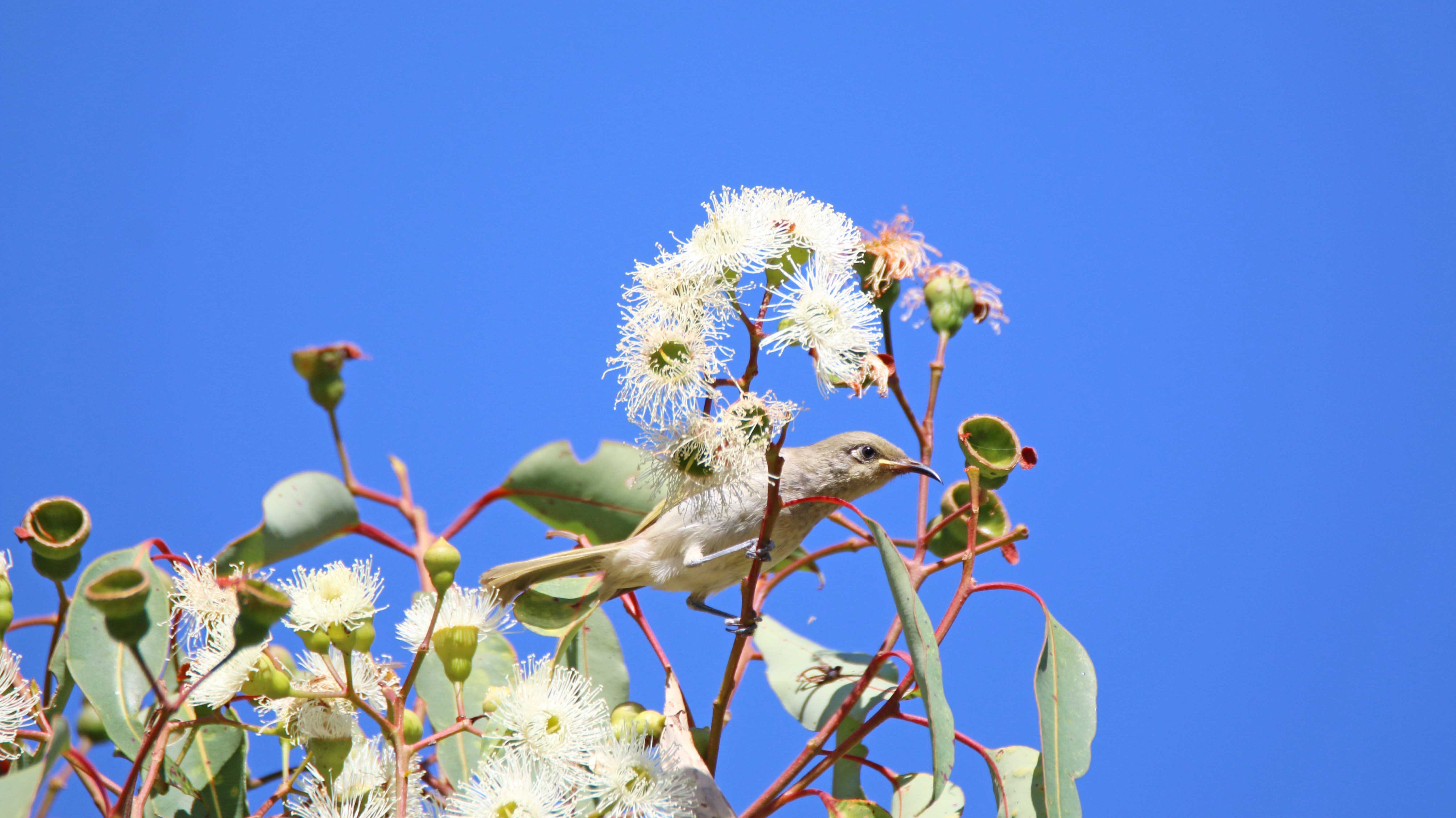 Fauna Aves Brown honeyeater Lichmera indistincta 02 WEB
