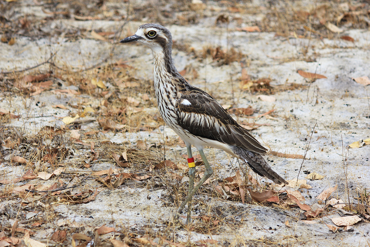Fauna Aves Bush stone curlew Burhinus grallarius 1200x800 WEB