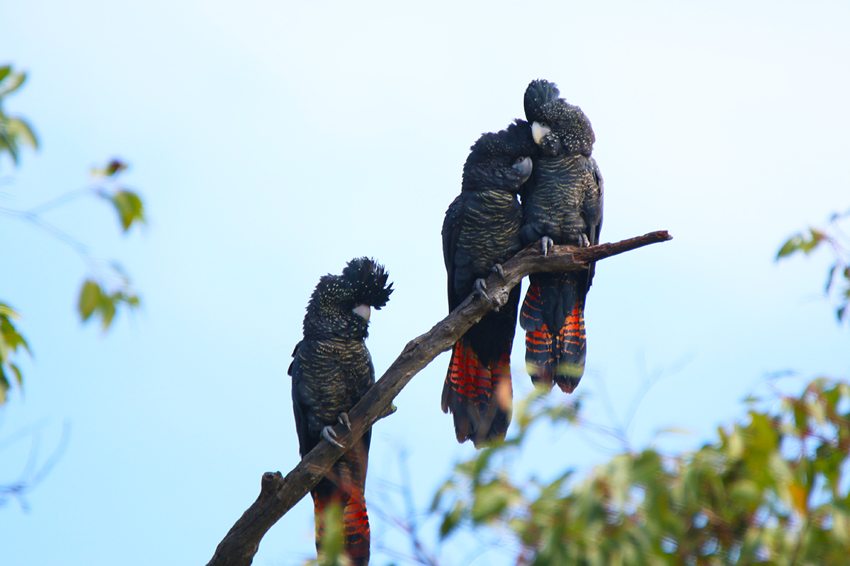 Fauna Aves Forest red tailed black cockatoo Calyptohynchus banksia naso three up 1200x800 WEB