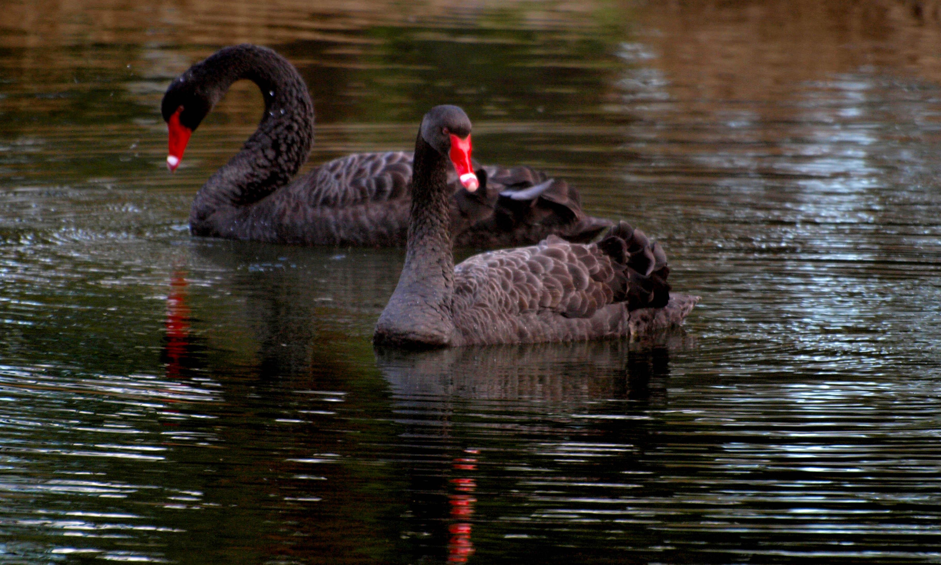 Fauna Black swan Cygnus atratus pair of swans 01 WEB
