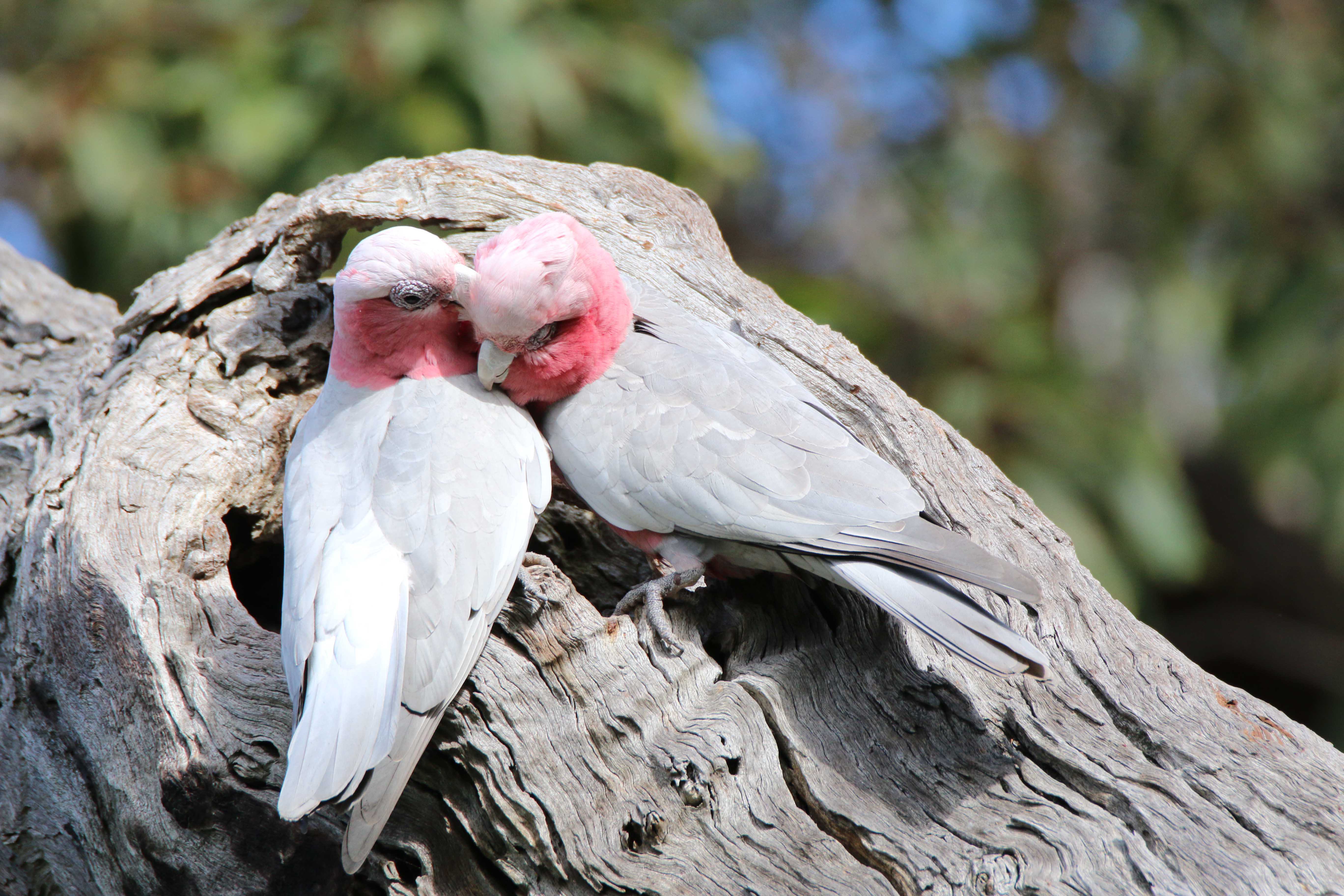 Fauna Pink and grey galah pair WEB
