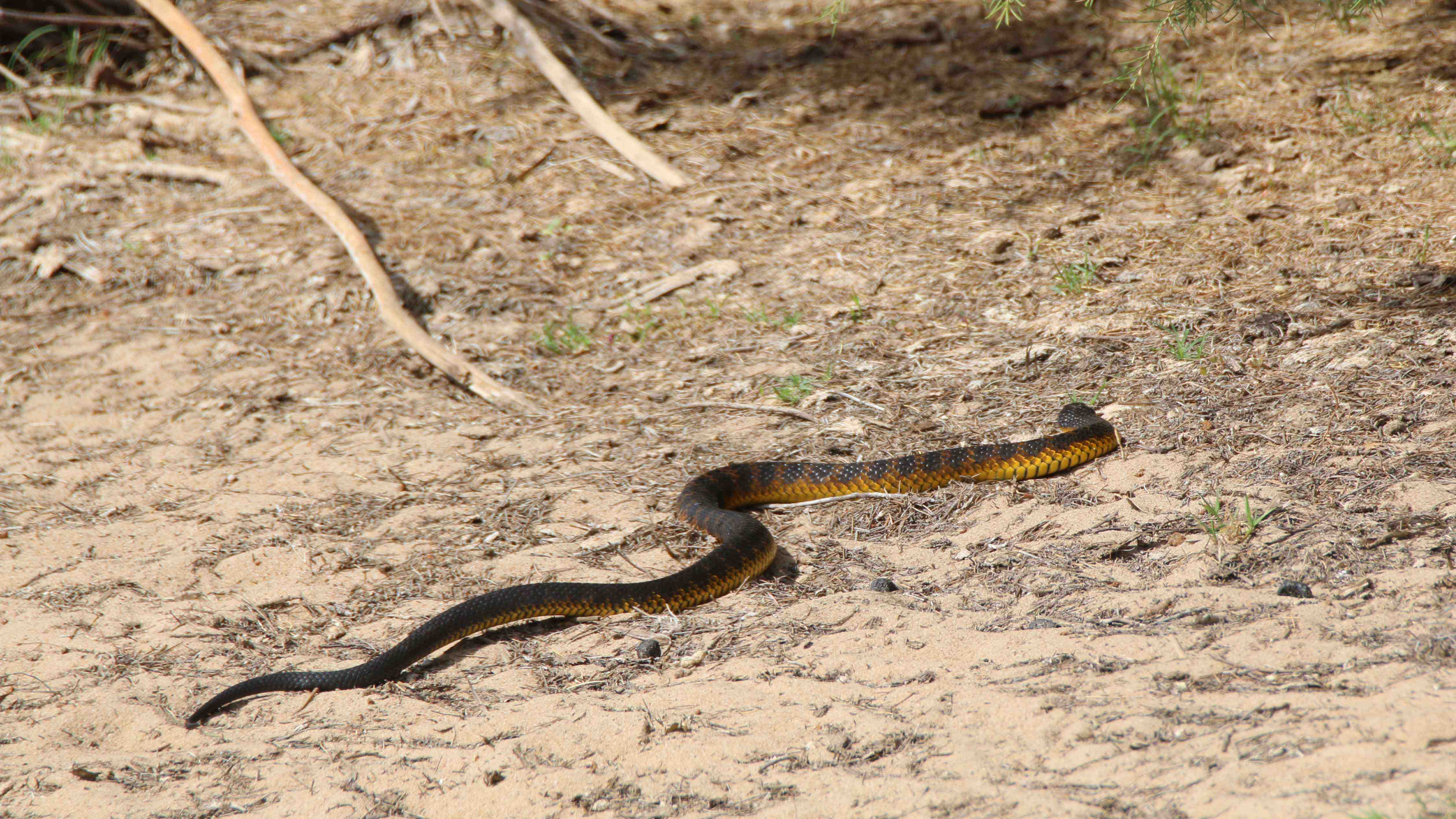 Fauna Reptilia Tiger snake Notechis scutatus 01 WEB