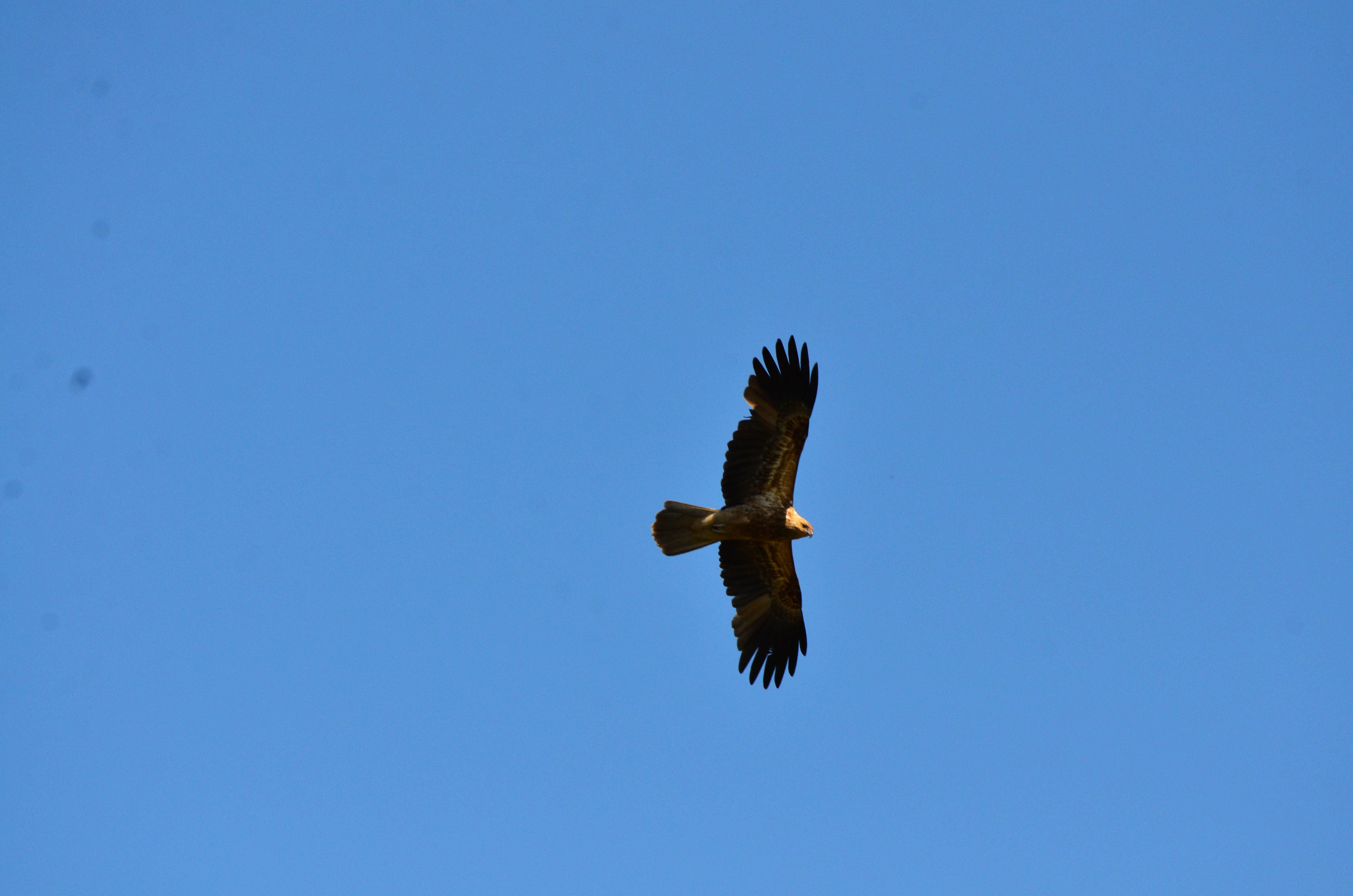 Haliastur sphenurus Whistling kite photo by Peter Melling WEB