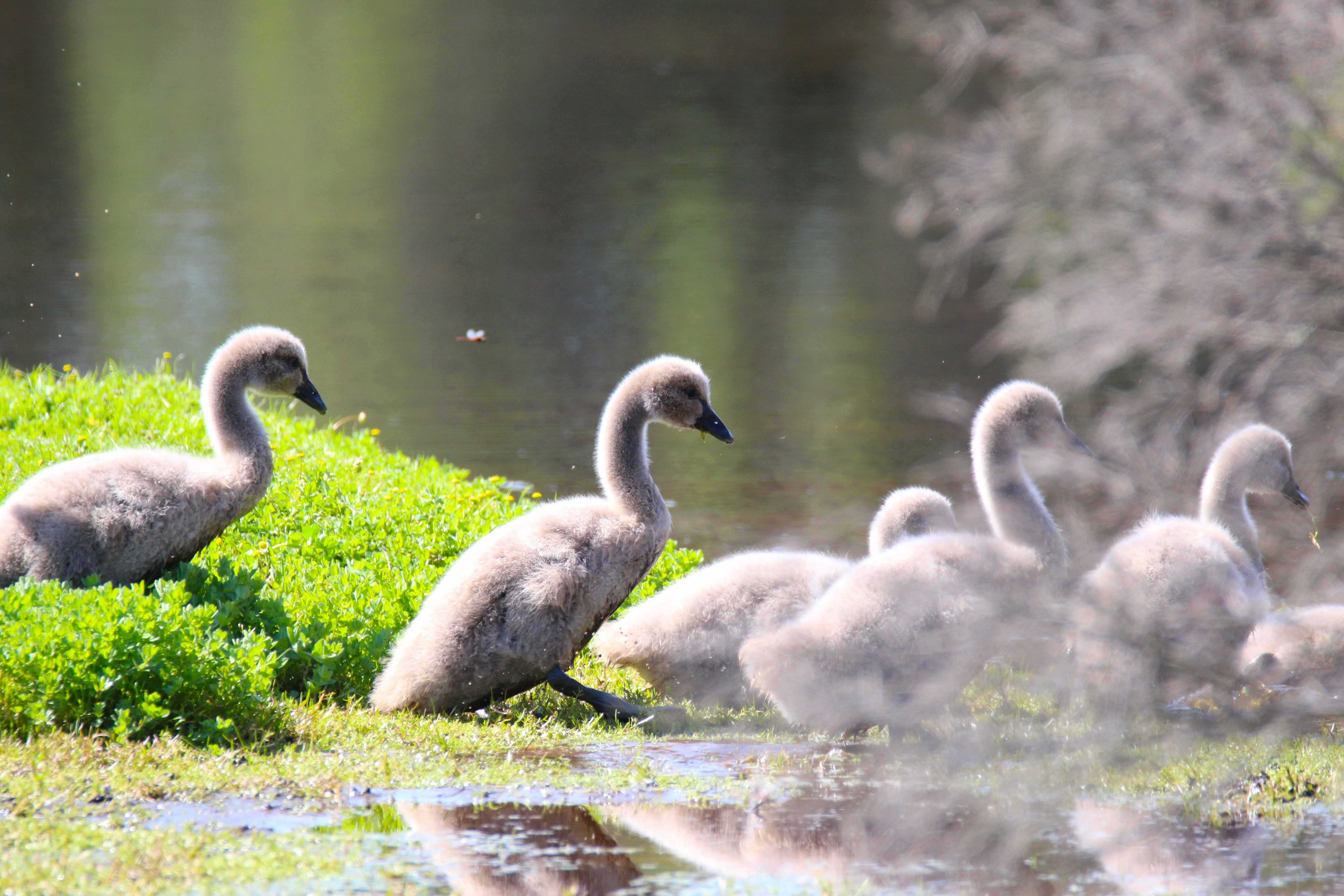 Horse Swamp Whiteman Park black swan cygnets diving in
