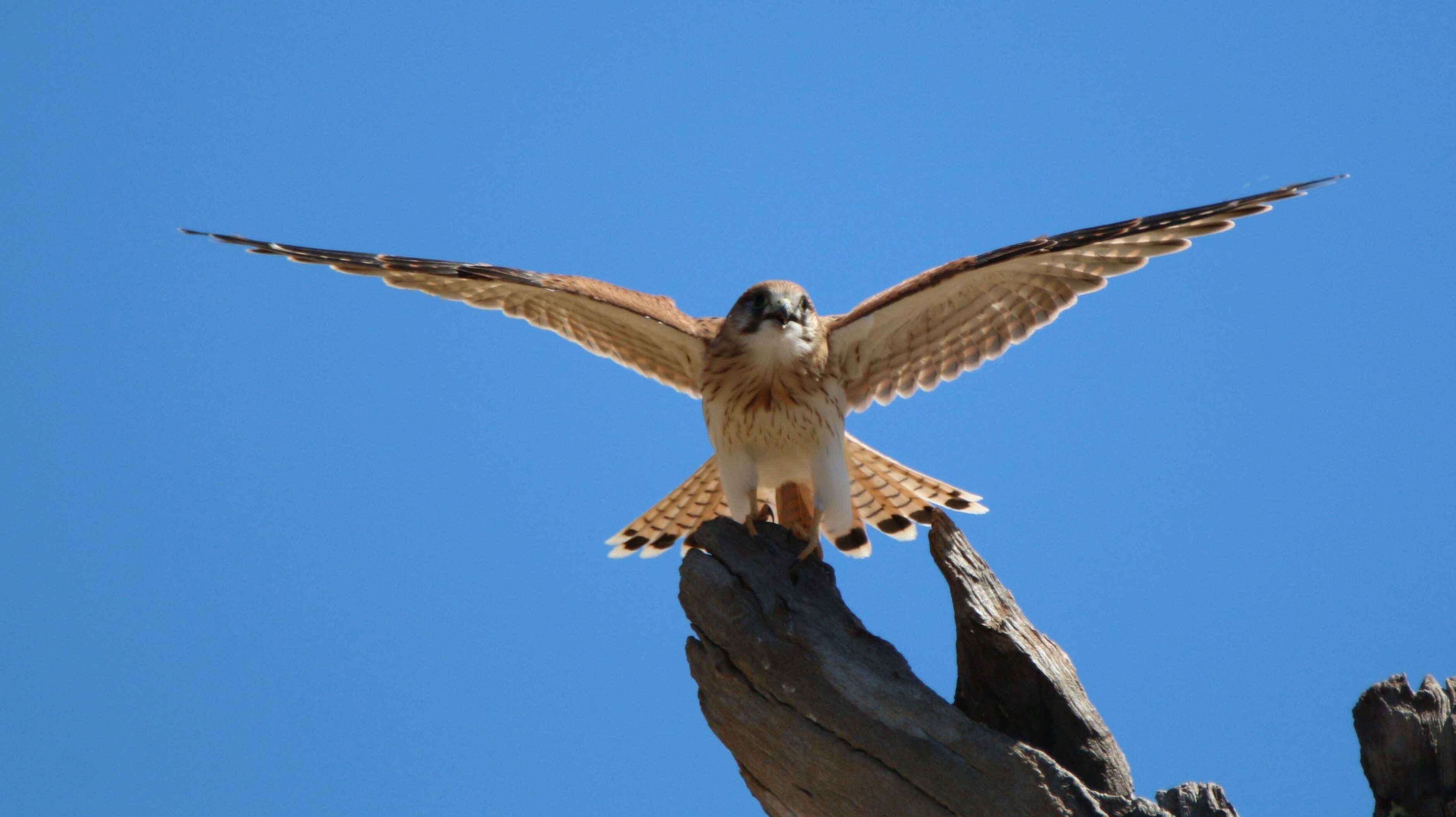 Nankeen kestrel Falco cenchroides web