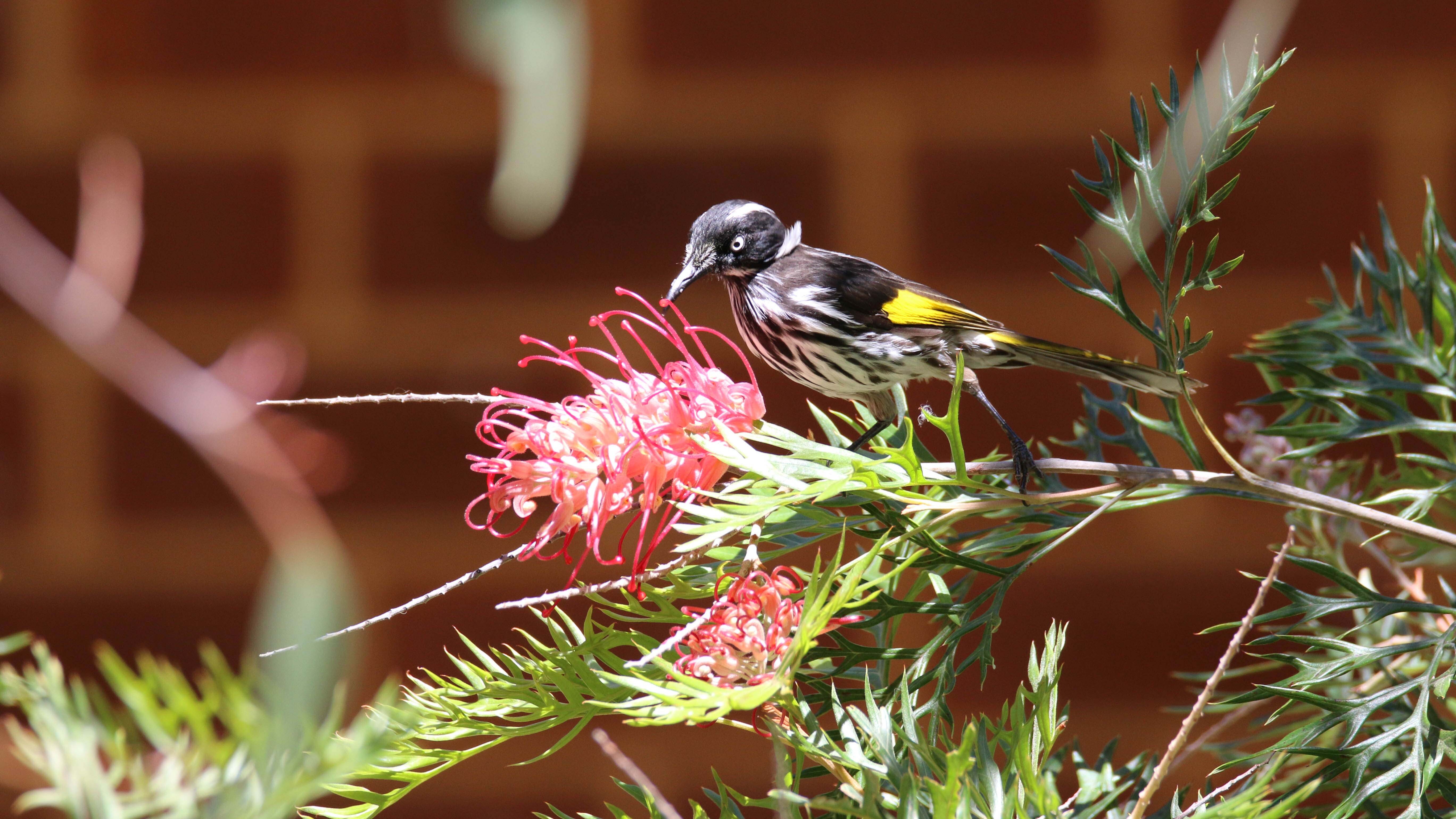 New Holland honeyeater Whiteman Park Fauna01 WE Bsml