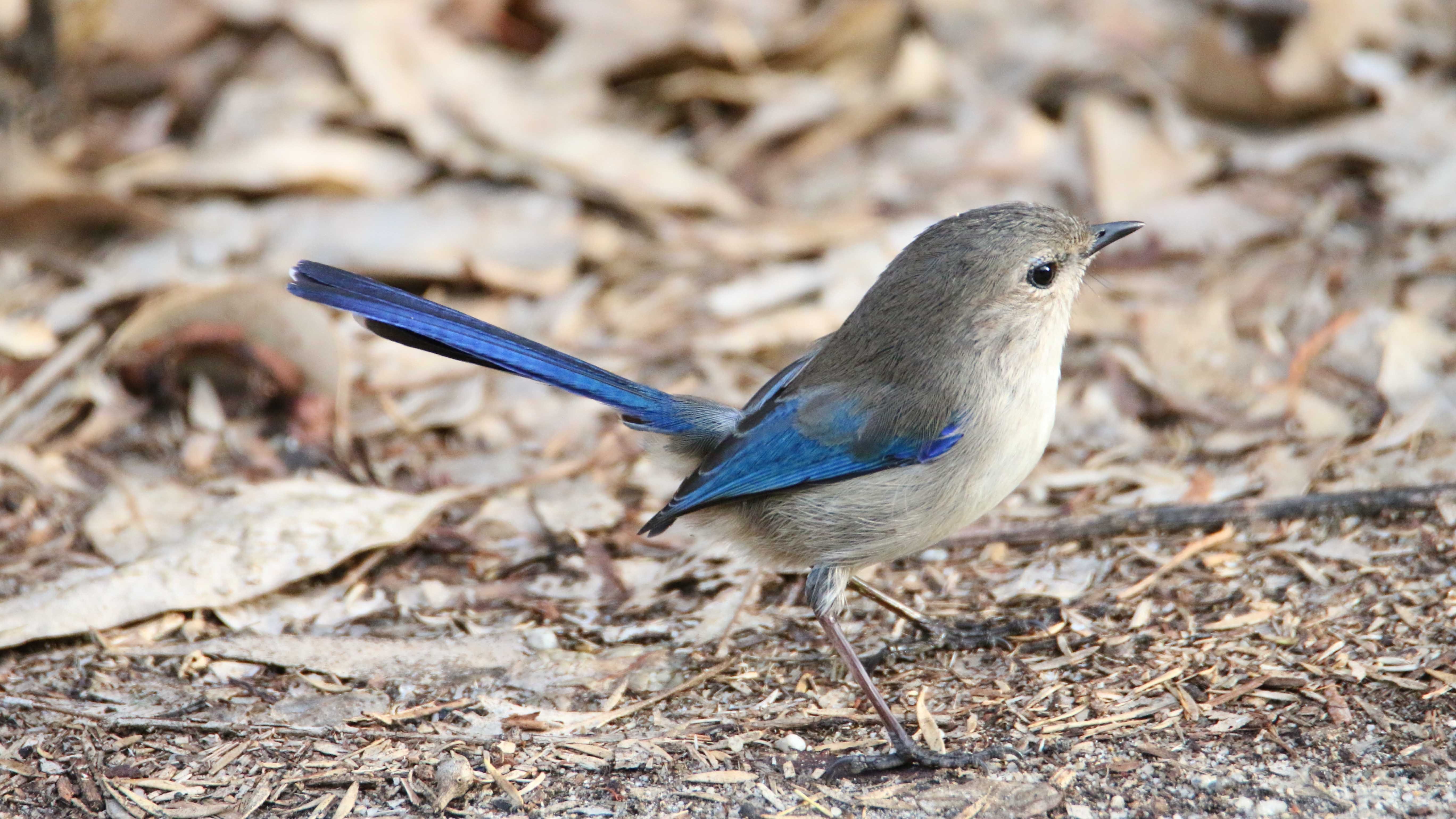 Splendid fairy wren Malarus splendens Whiteman Park Fauna WEB