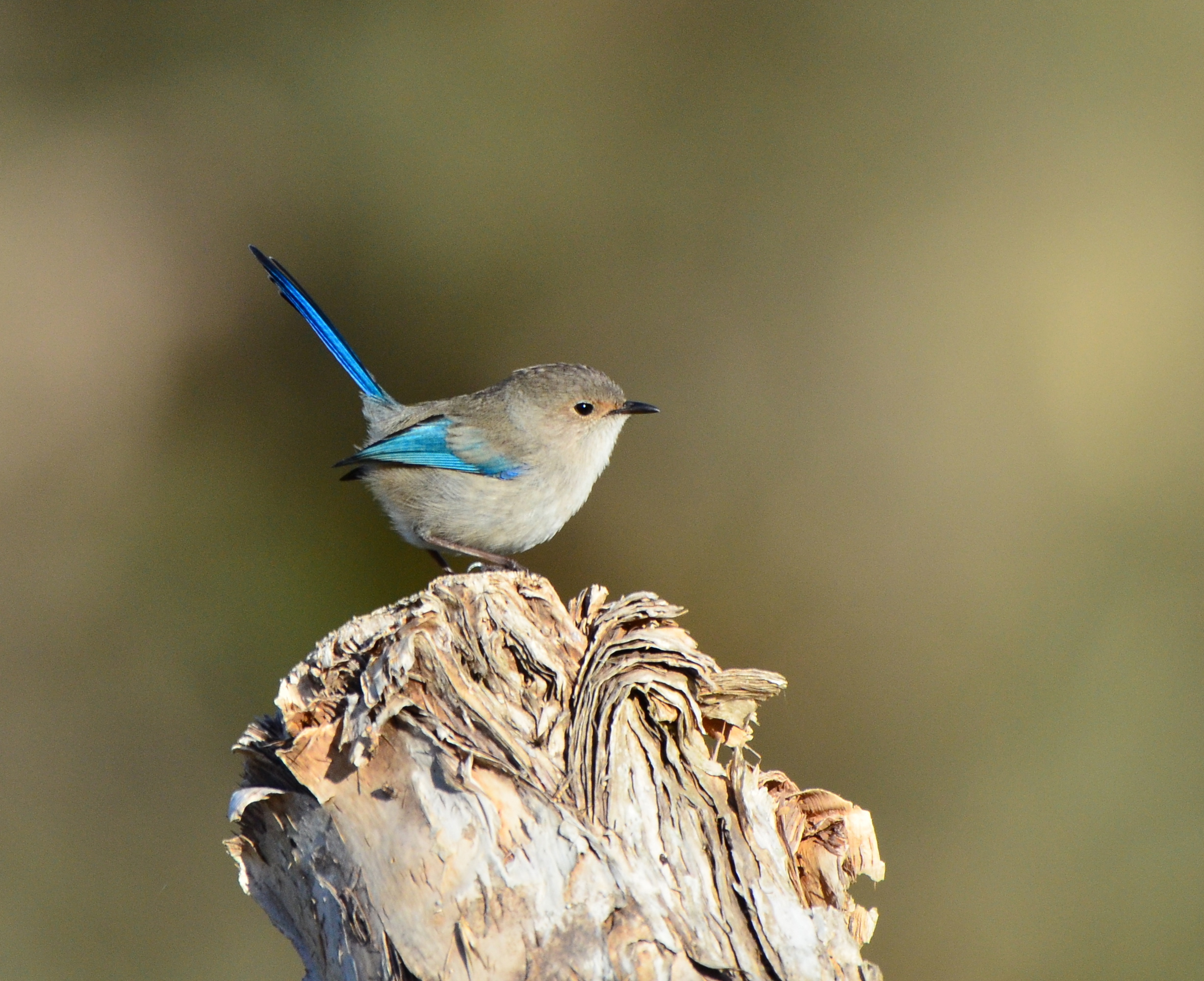 WP Fauna Malurus splendens splendid fairy wren male photo by Peter Melling