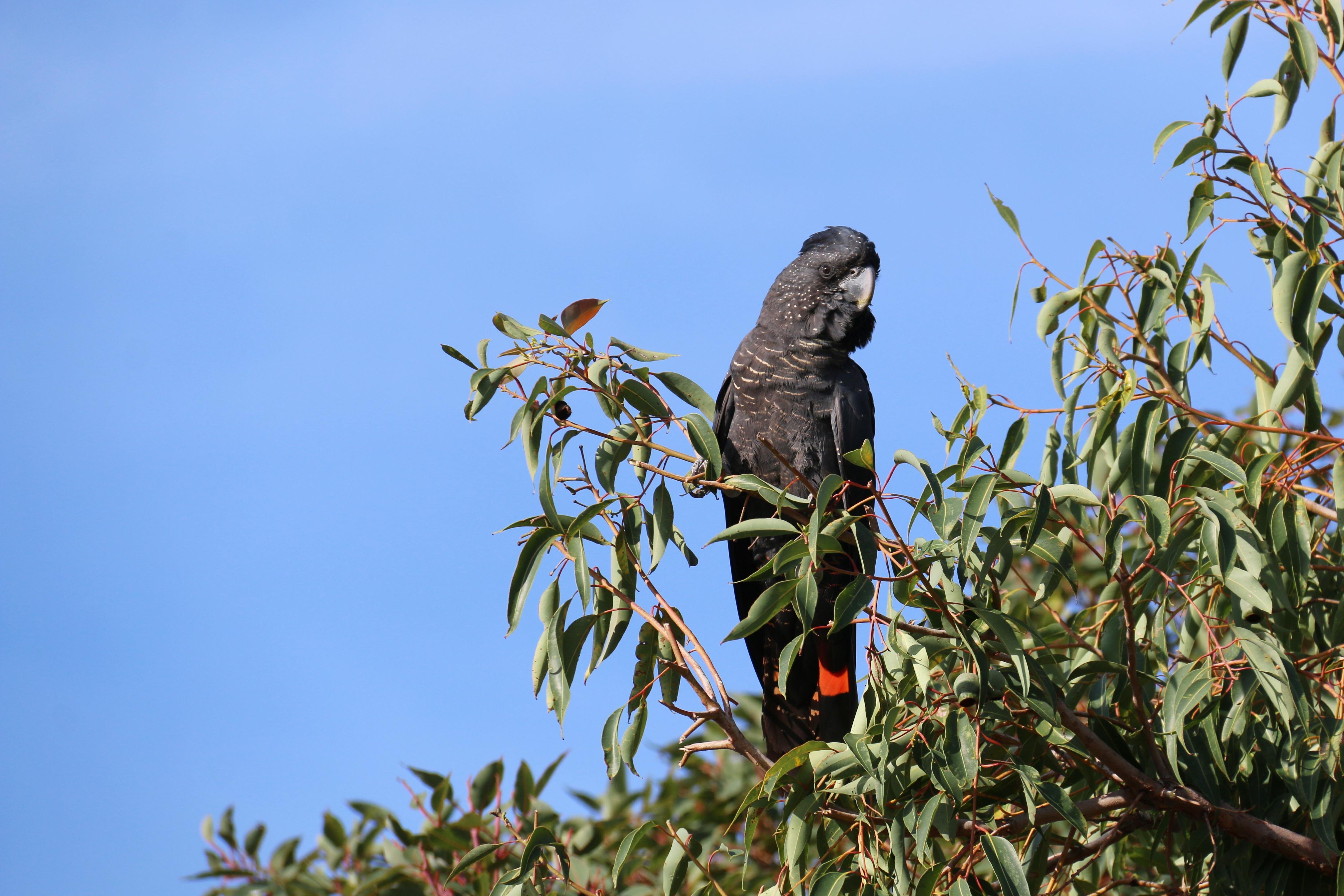WP Fauna Aves red tailed black cockatoo female WE Ba