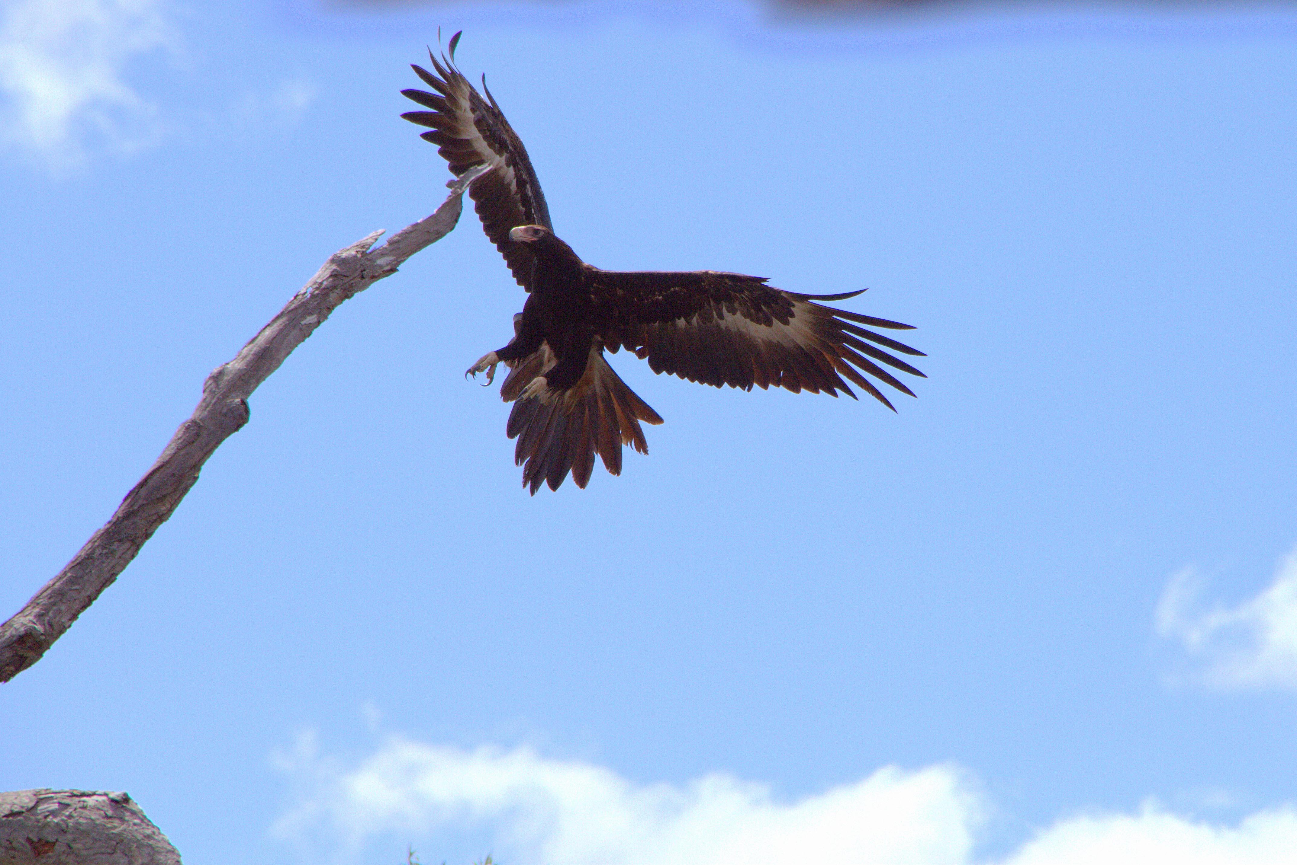 Wedge tailed eagle coming in to land photo by Simon Cherriman