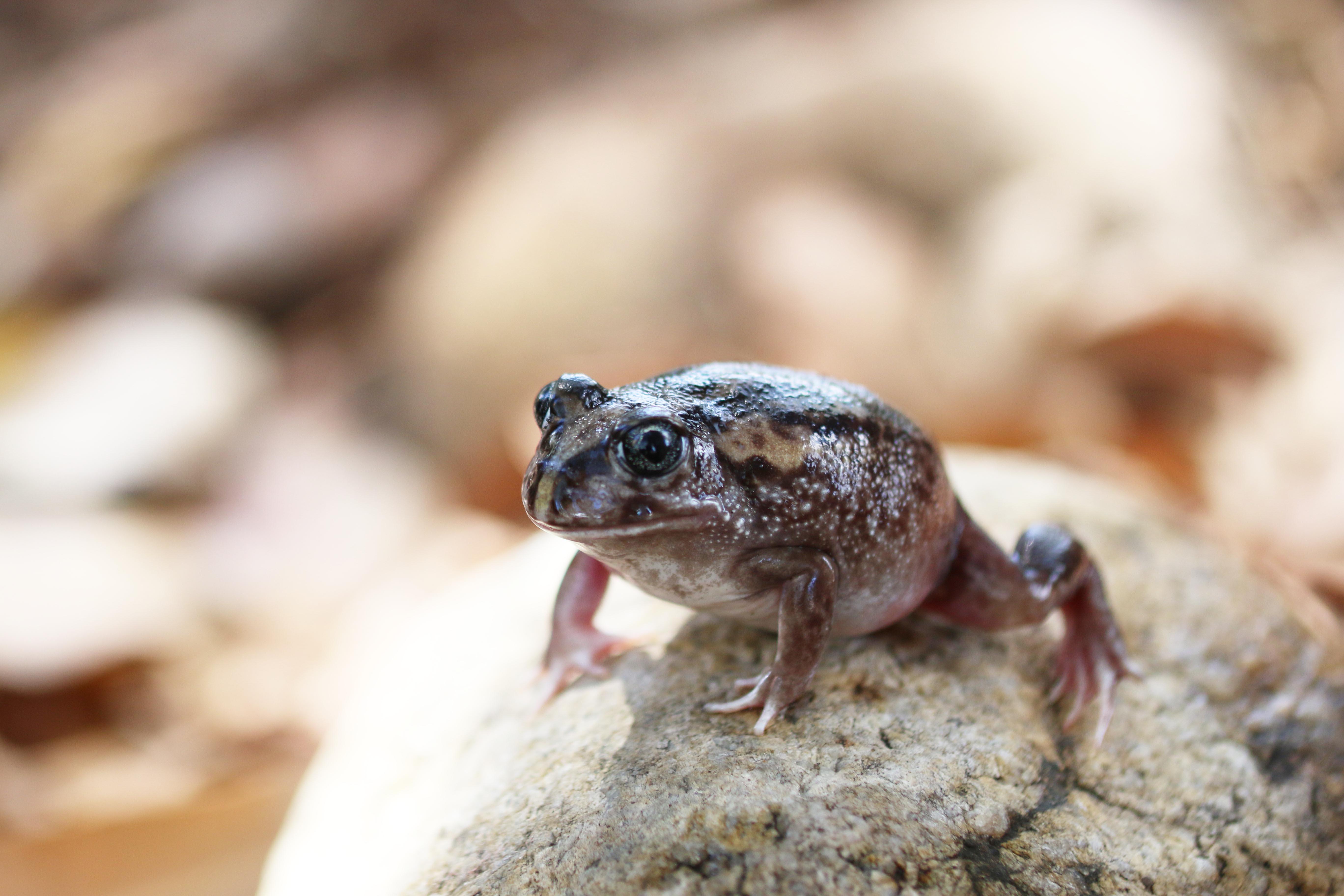 Moaning frog Heleioporus eyrei Whiteman Park Frog WEB 02