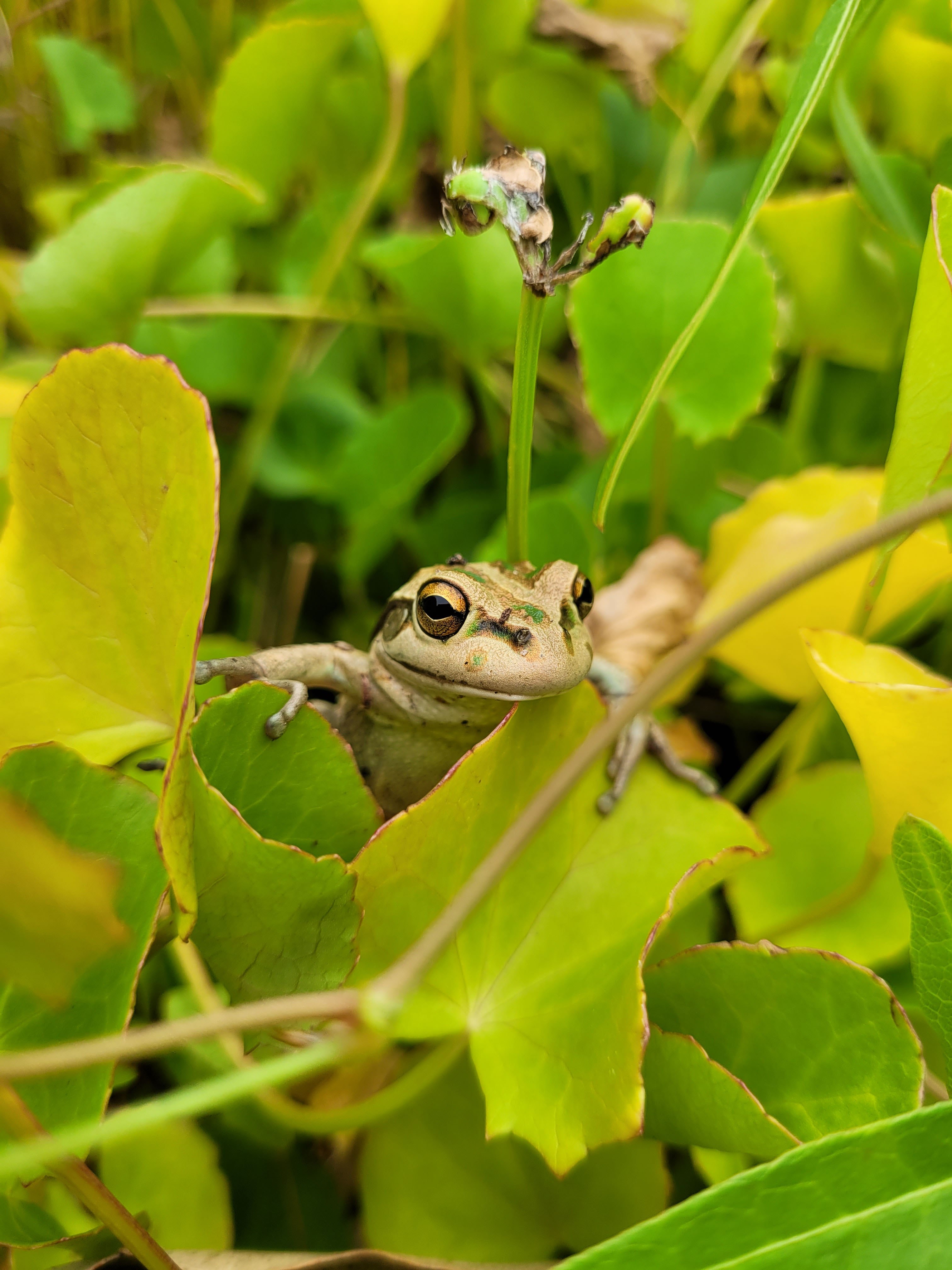 Motorbike frog Litoria moorei Whiteman Park Fauna Frog WEB
