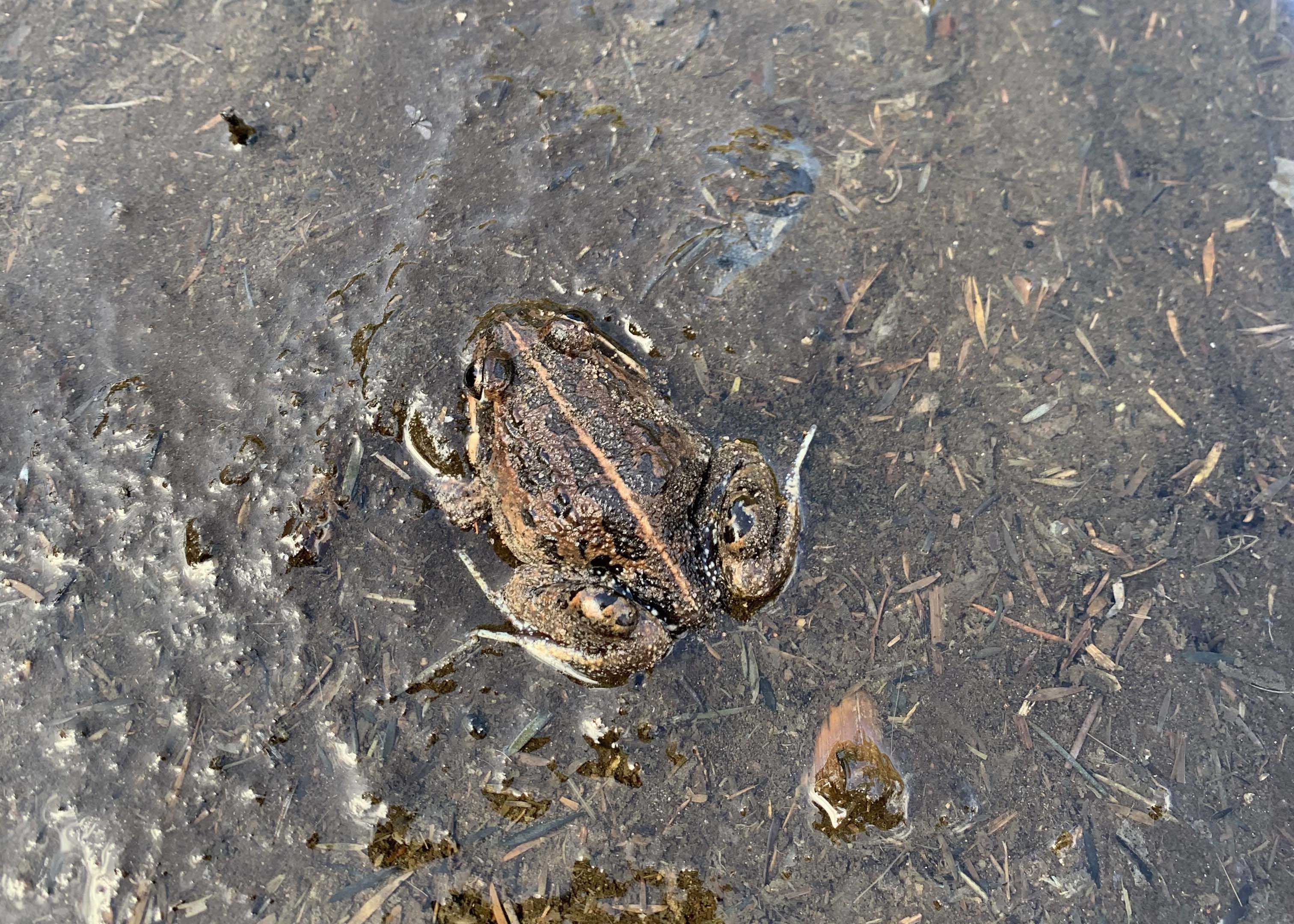 Pobblebonk Western banjo frog Limnodynastes dorsalis Whiteman Park Fauna Frog WEB
