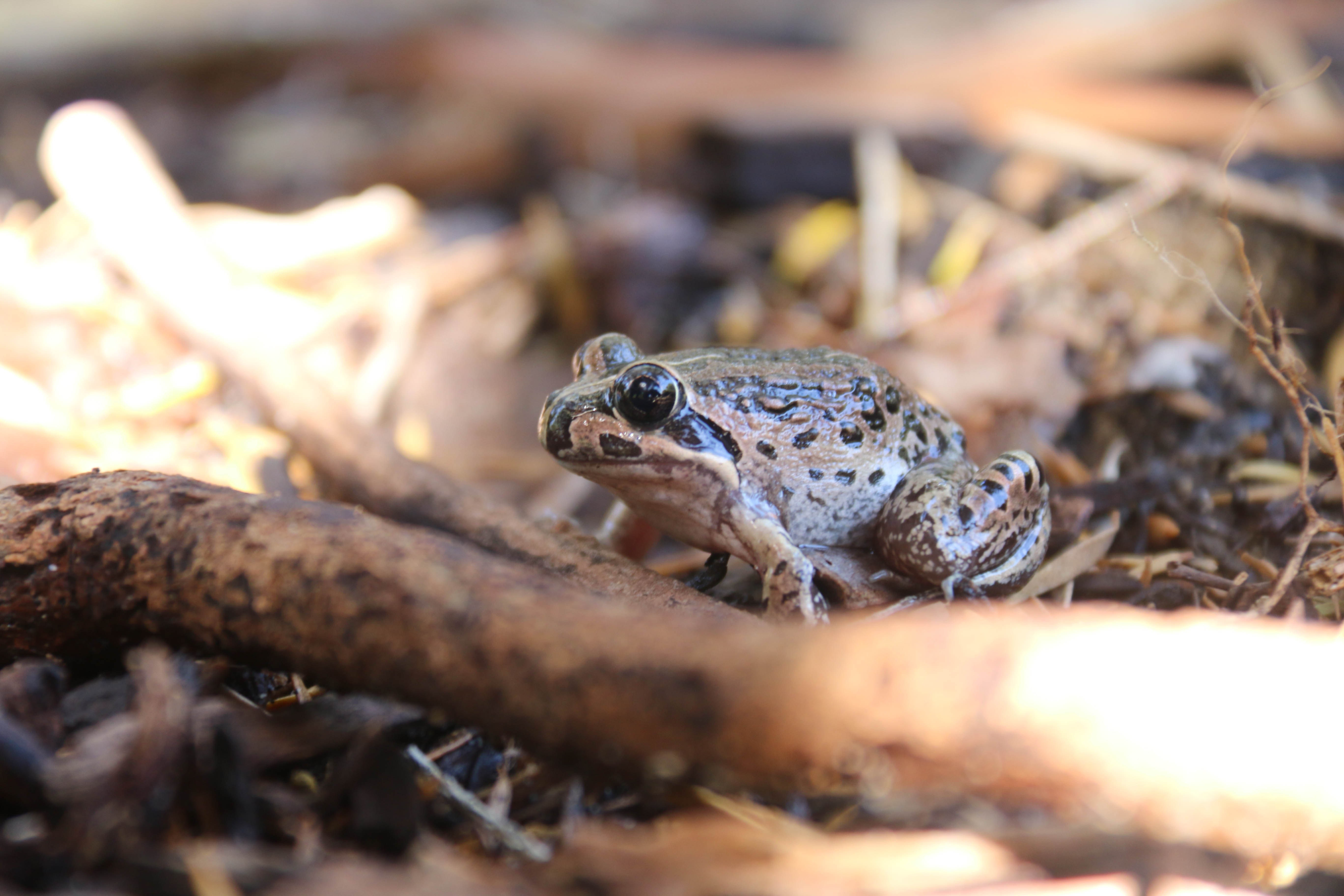 Quacking frog Crinia georgiana Whiteman Park Fauna FROG WEB 01