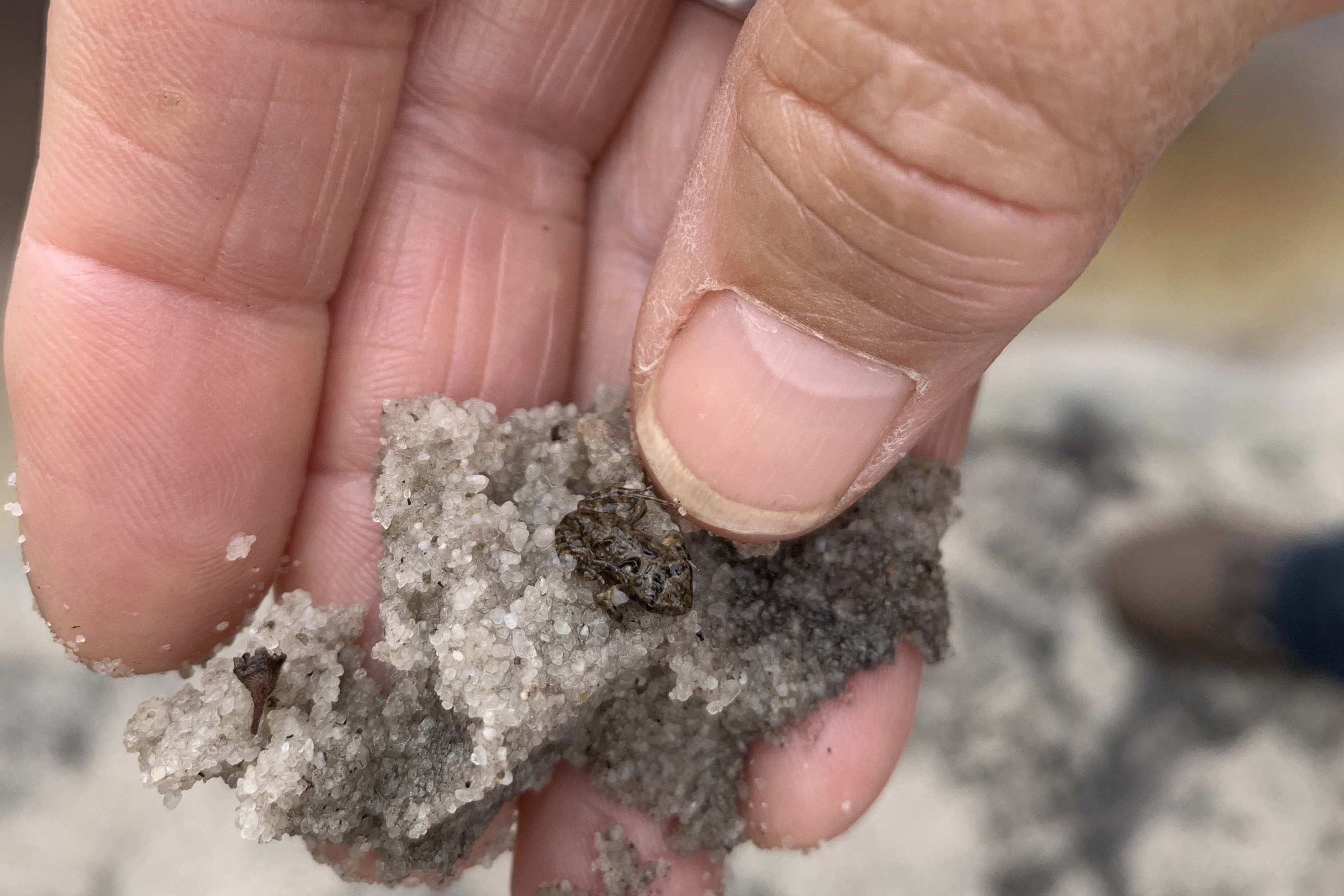 Squelching froglet Crinia insignifera Whiteman Park Fauna Frogs WEB 02