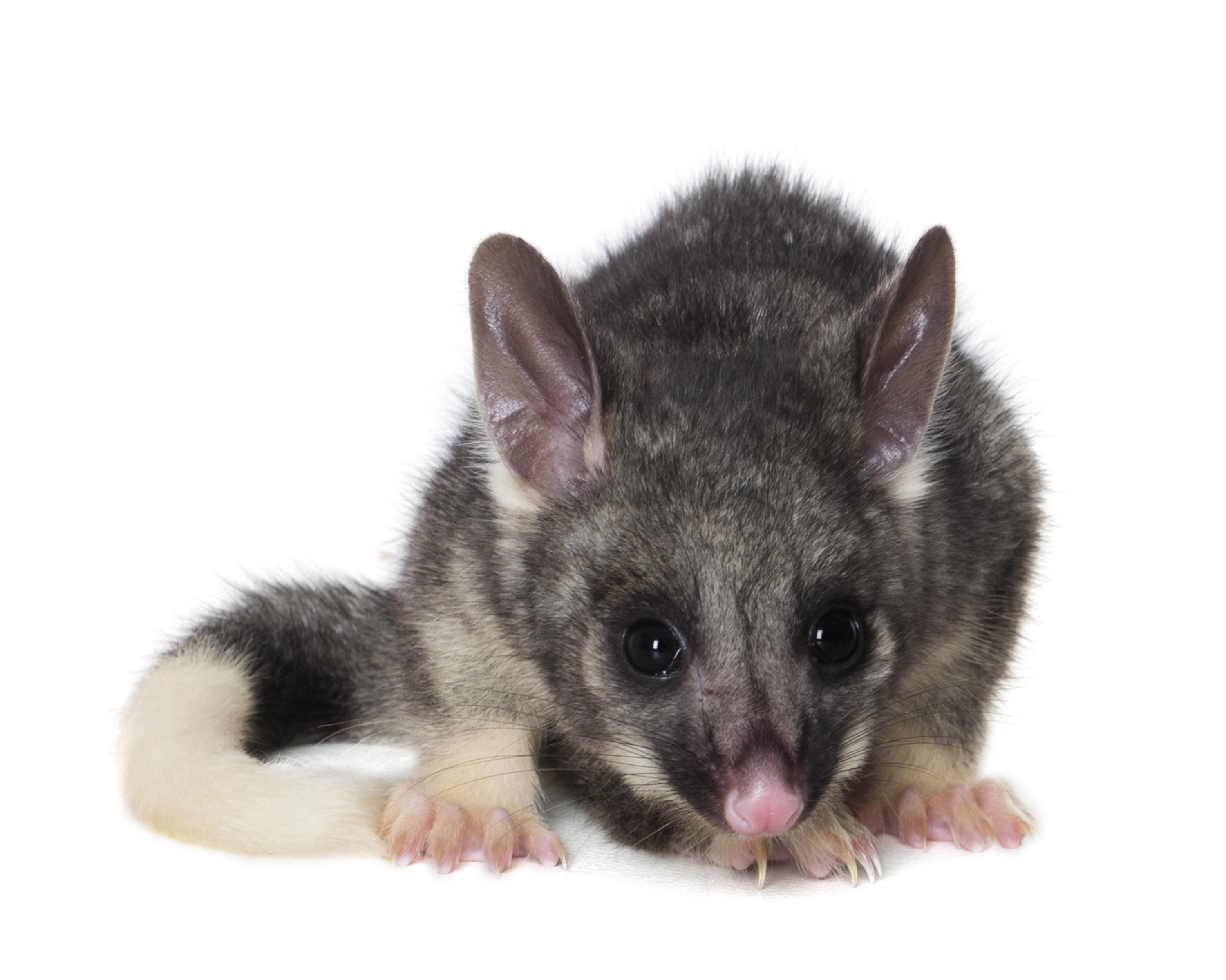 Brush tail possum photo by Houndstooth Studio 02