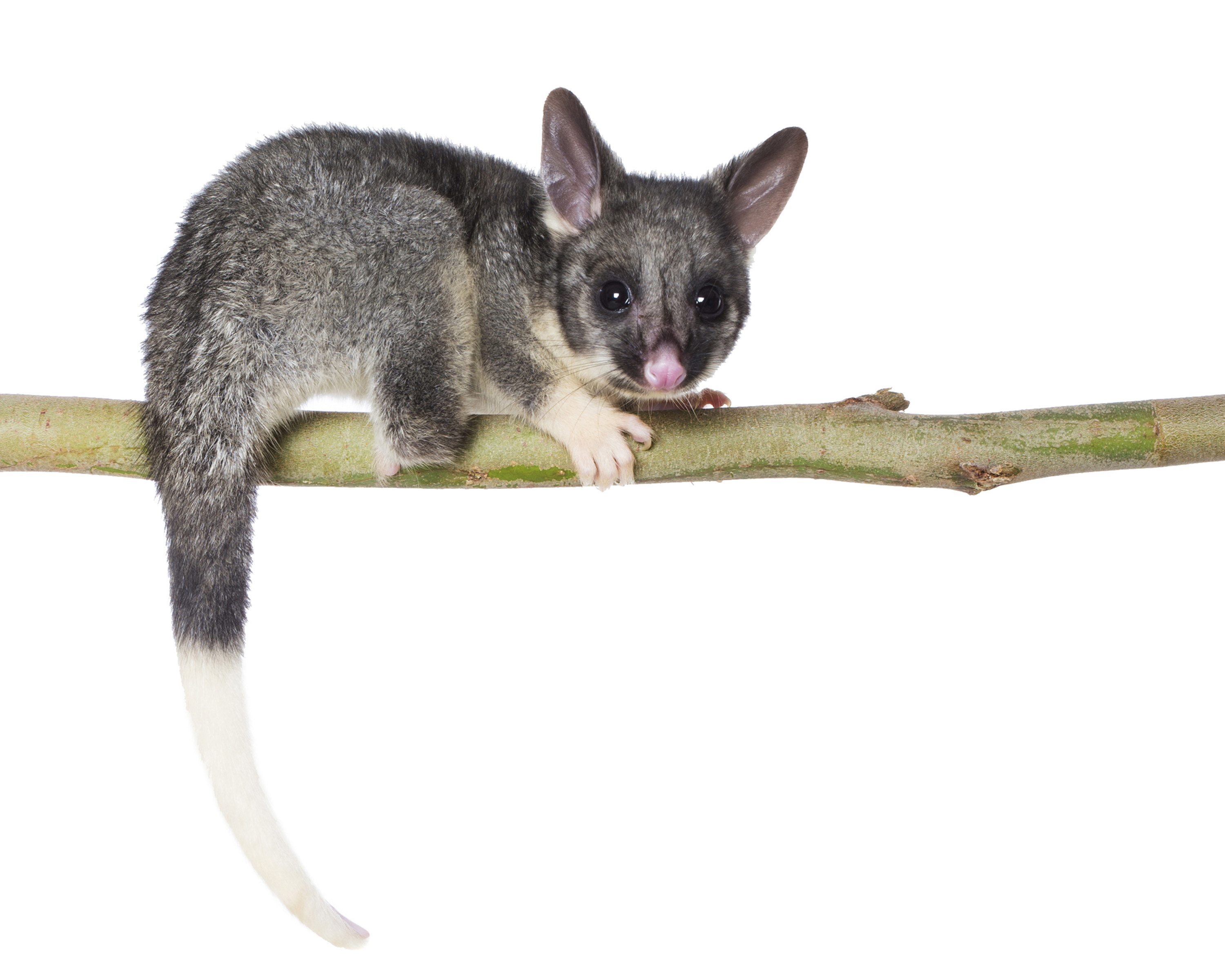 Brush tail possum photo by Houndstooth Studio