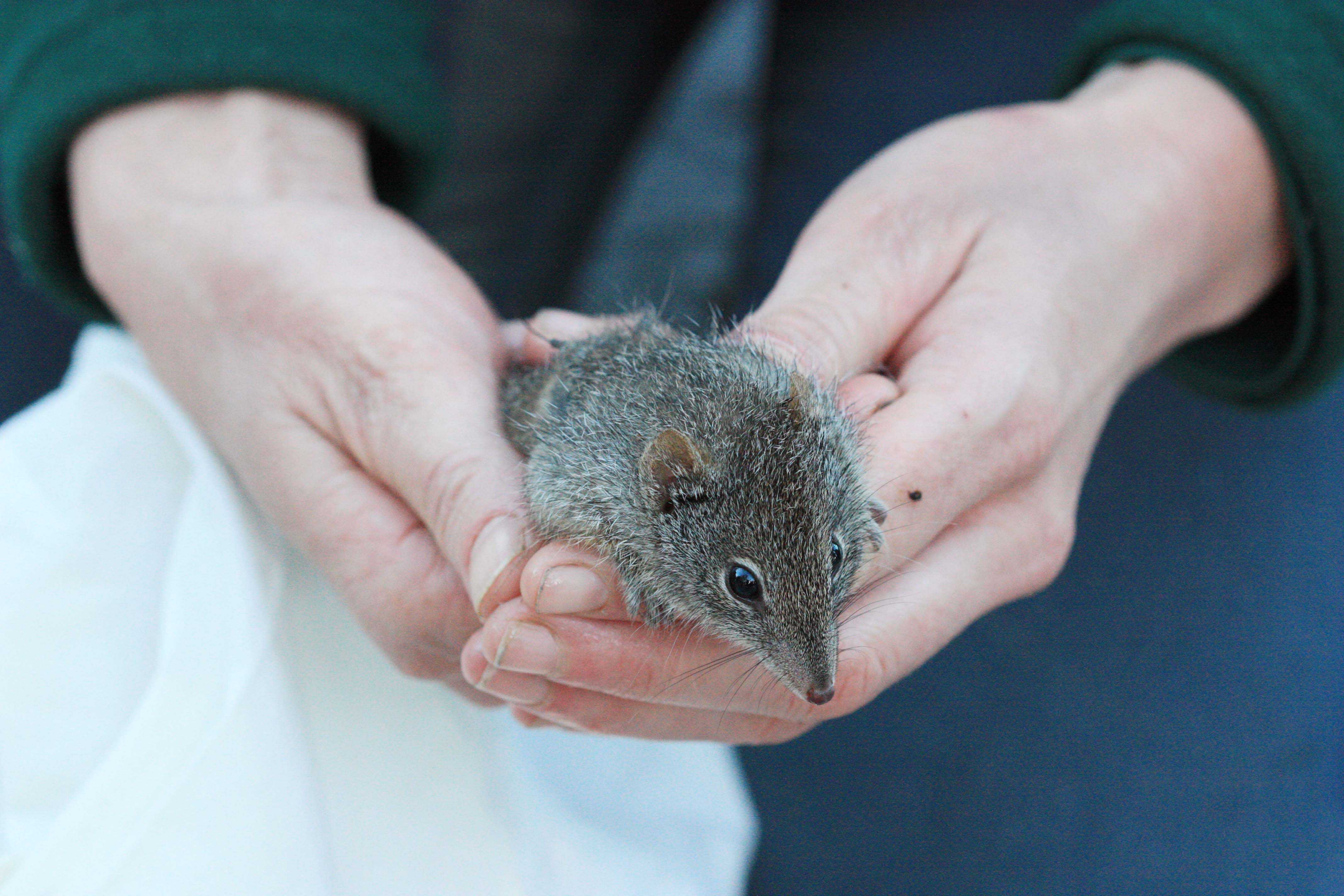 Dibbler 03 prior to release photo courtesy of S Stevenson Whiteman Park WEB