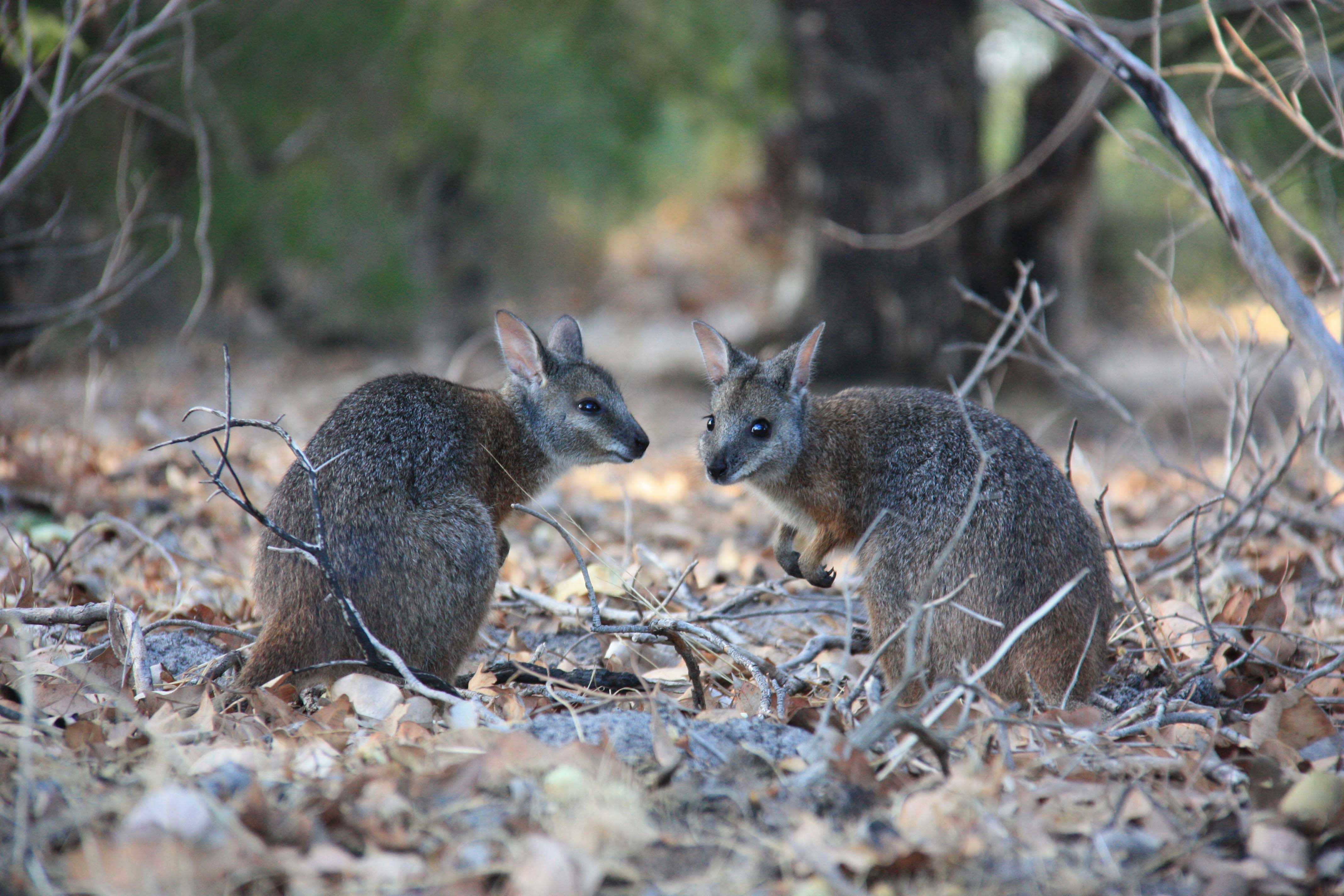 Fauna Mammal Tammar wallaby Macropus eugenii derbianus pair 01 WEB