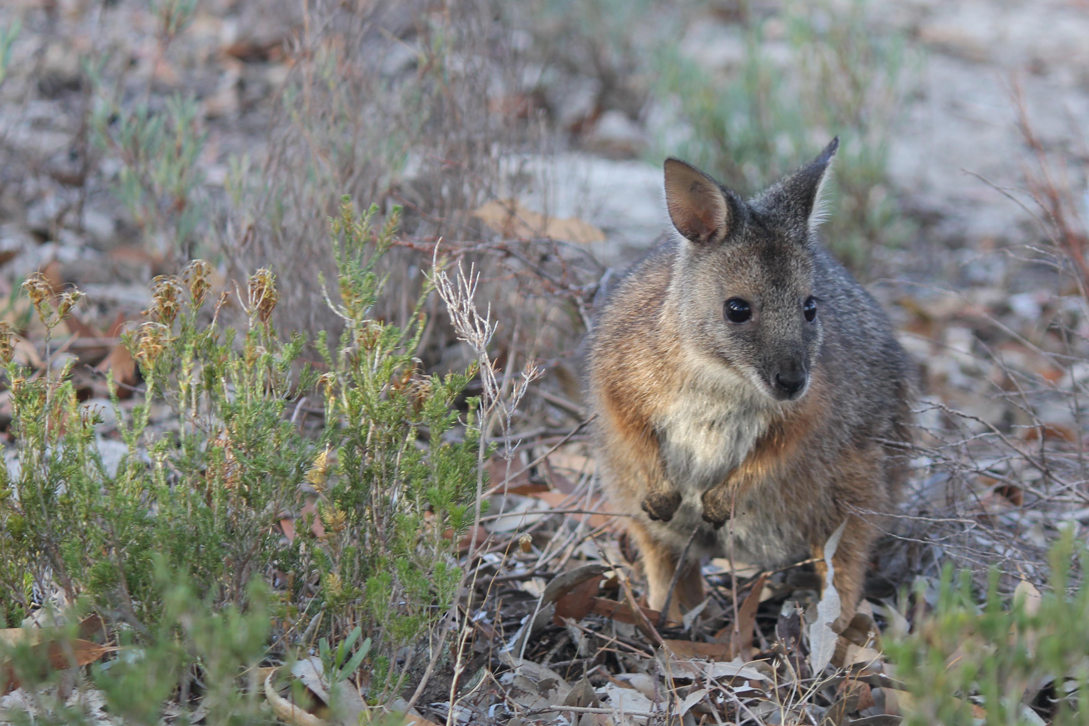 Fauna Mammal Tammar walllaby Macropus eugenii derbianus 01 WEB