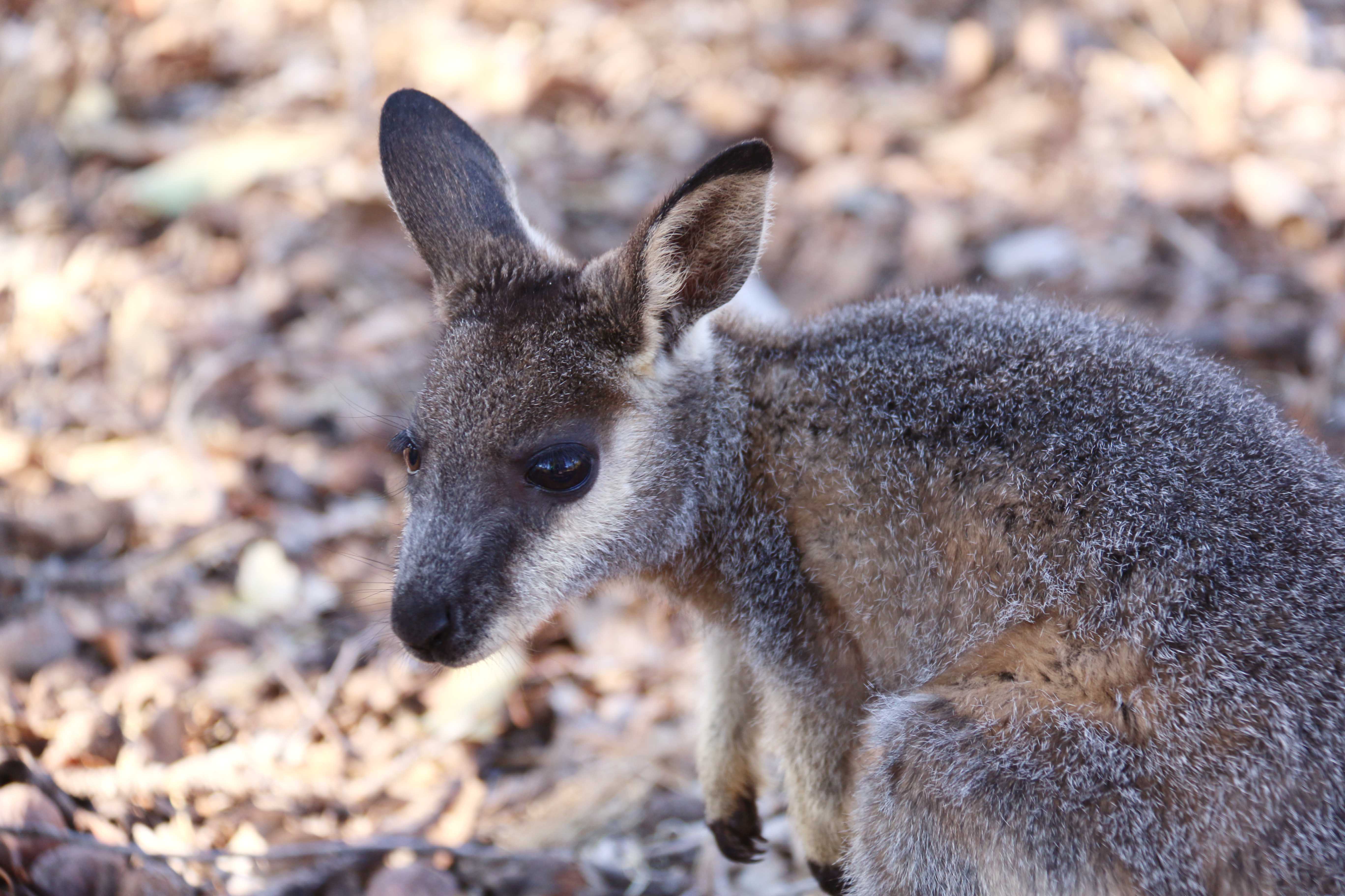Fauna Mammals Black gloved wallaby Macropus irma 02 WEB