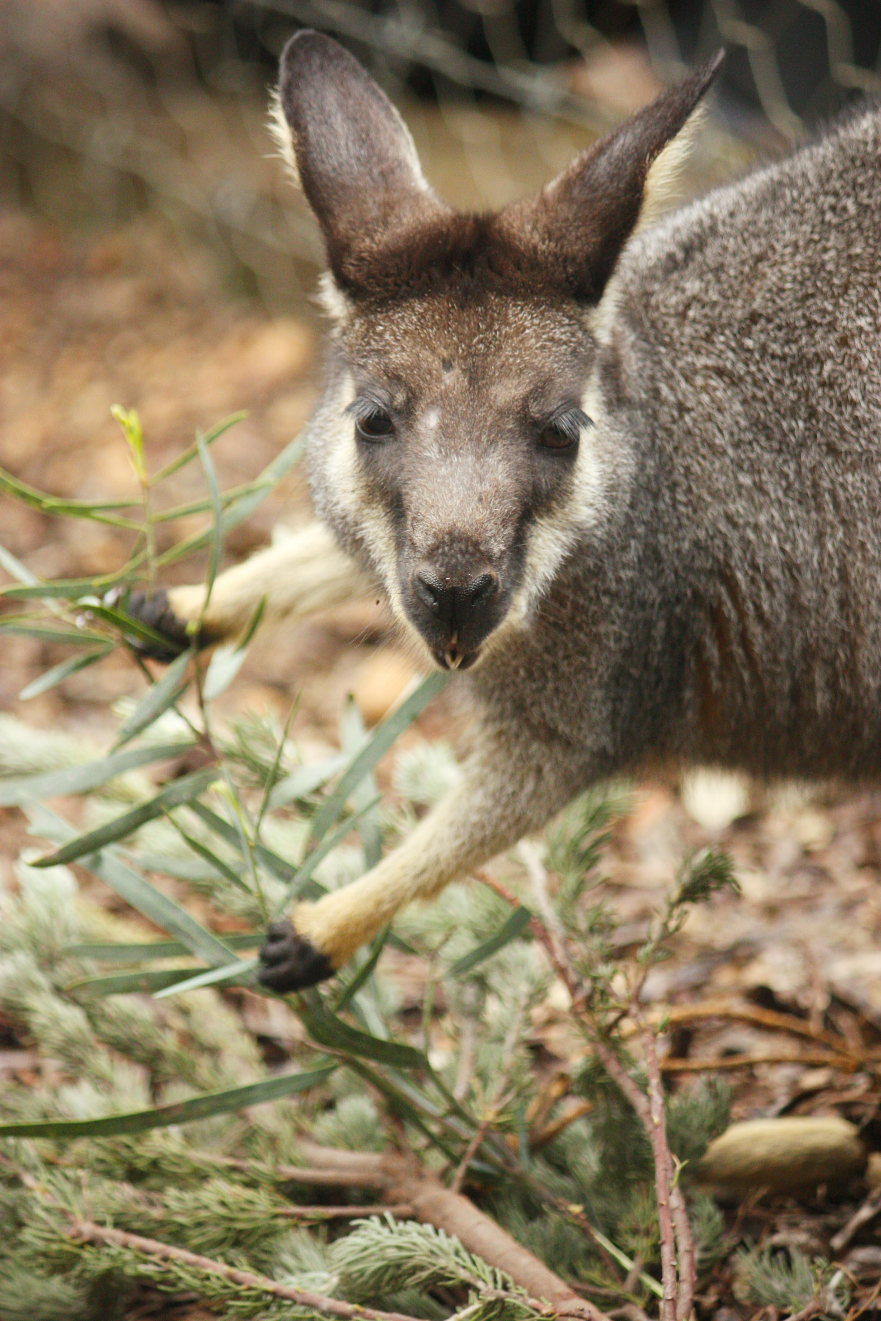 Fauna Mammals Black gloved wallaby Macropus irma 03 WEB