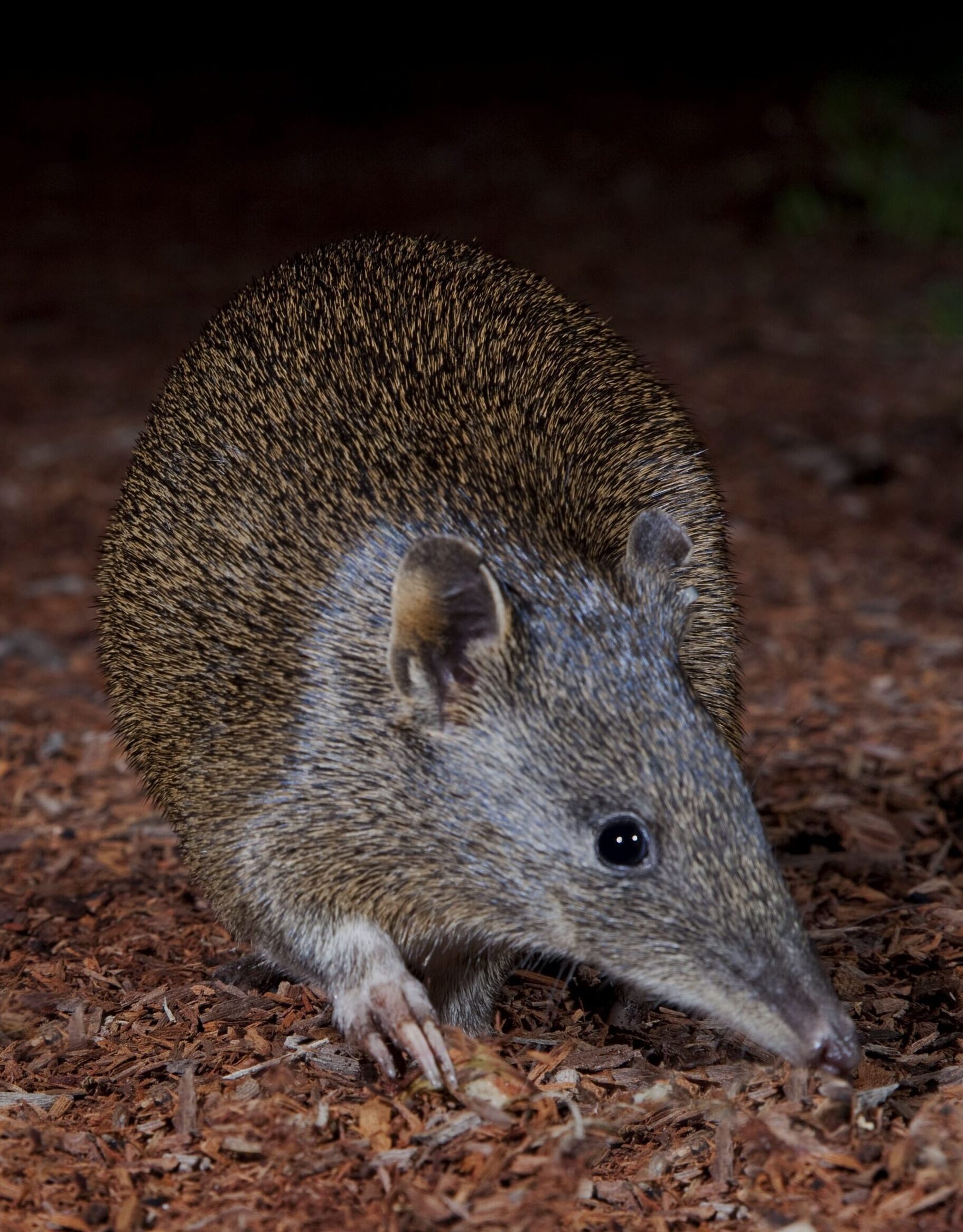 Fauna Mammals Quenda Isodoon obesulus courtesy of Houndstooth Studio 01